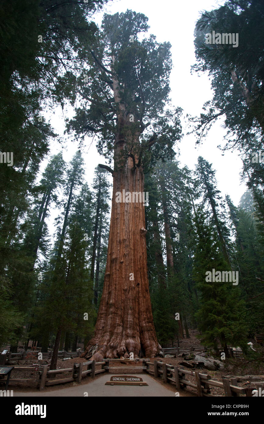 General Sherman, a Giant Sequoia tree (Sequoiadendron giganteum), Sequoia National Park, California, United States of America Stock Photo