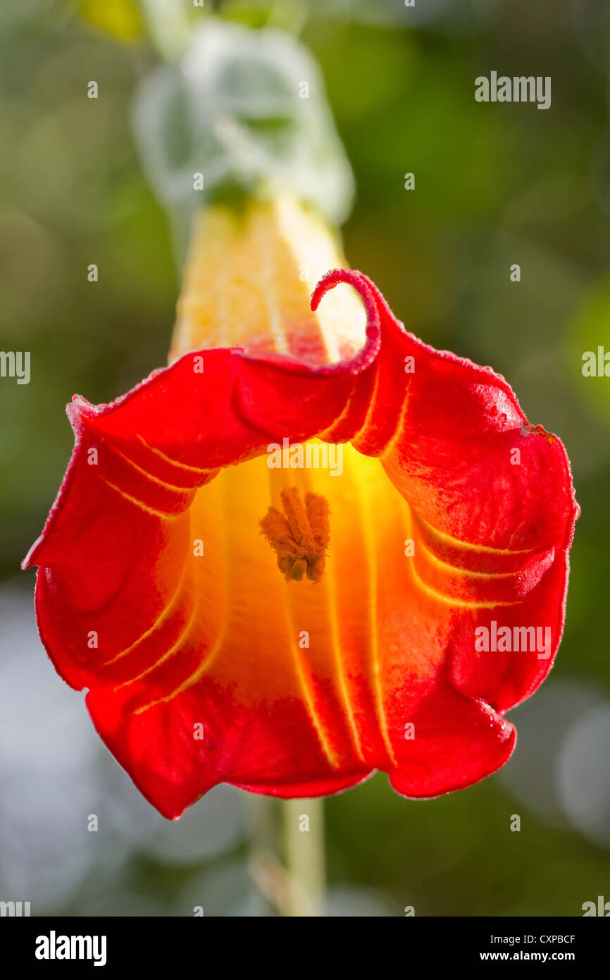 Angel angels trompeta trompeta hires stock photography and images Alamy