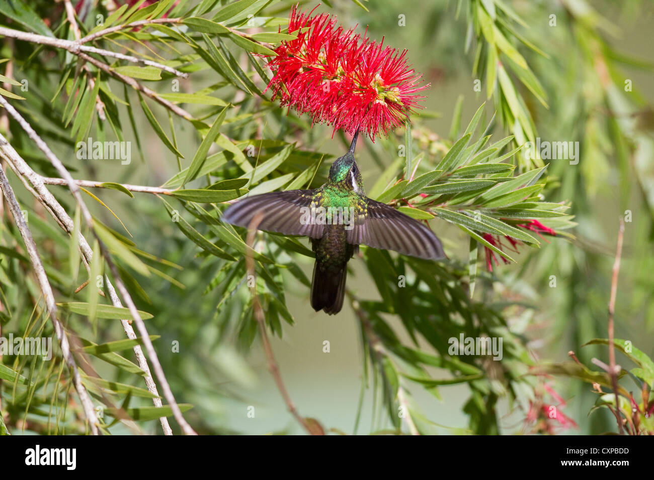 Hummingbird hovering as it takes nectar from flower, Savegre area, San Gerardo de Dota, Costa Rica. - Stock Image