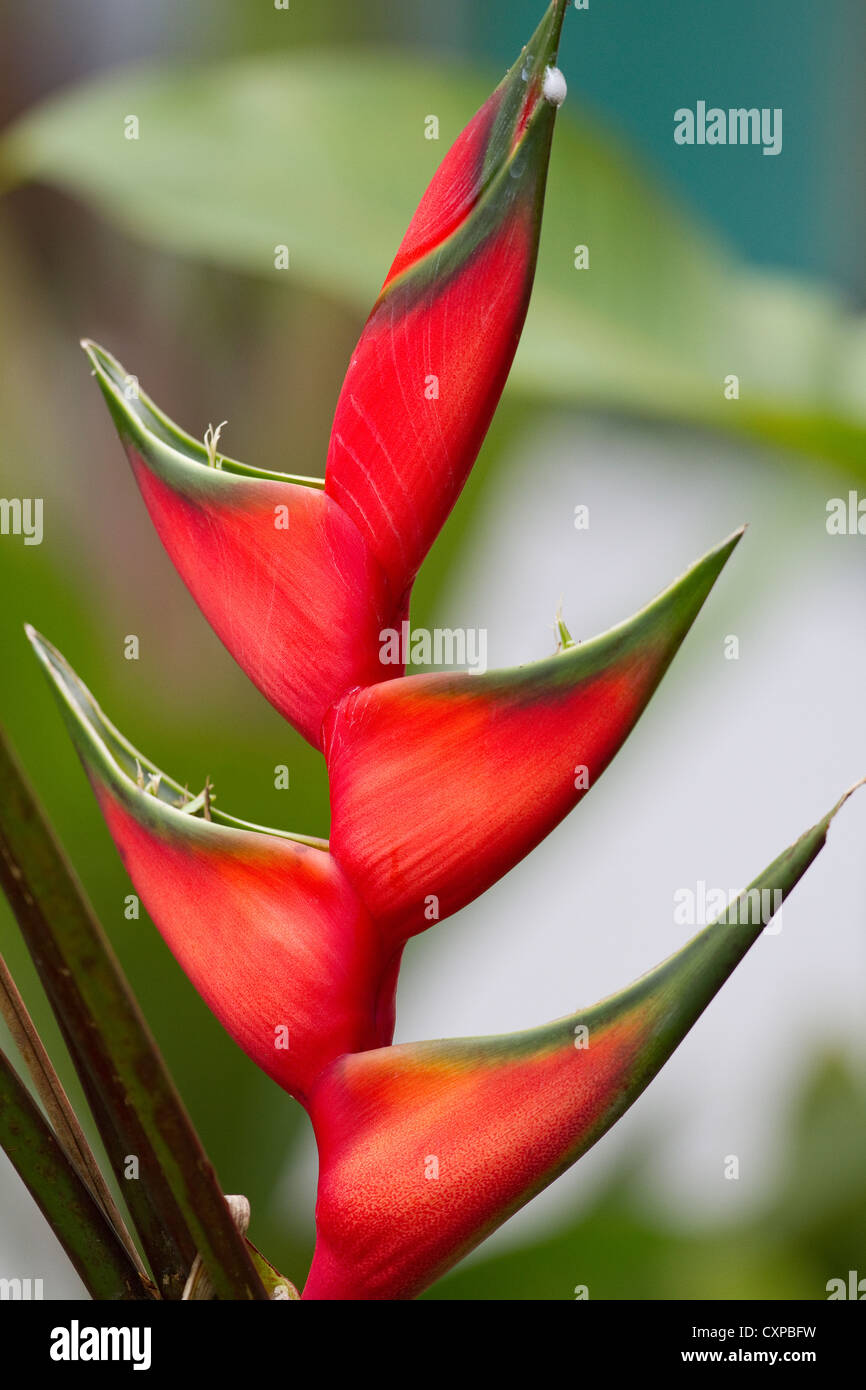 Red heliconia plant on grounds of Rancho Naturalista near Turrialba, Costa Rica, Central America. Stock Photo