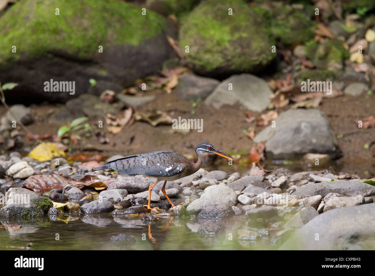 Sunbittern (Eurypyga helias) searching for crayfish and other food in riverbed, Costa Rica, Central America. Stock Photo