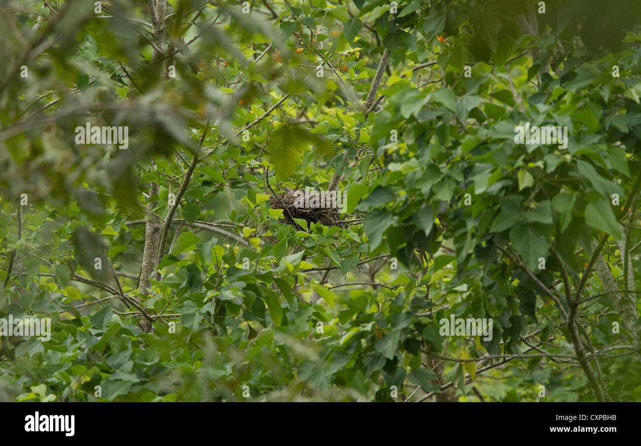 Roadside Hawk (Buteo magnirostris) on nest in forest near Rancho Naturalista, Costa Rica, Central America. Stock Photo