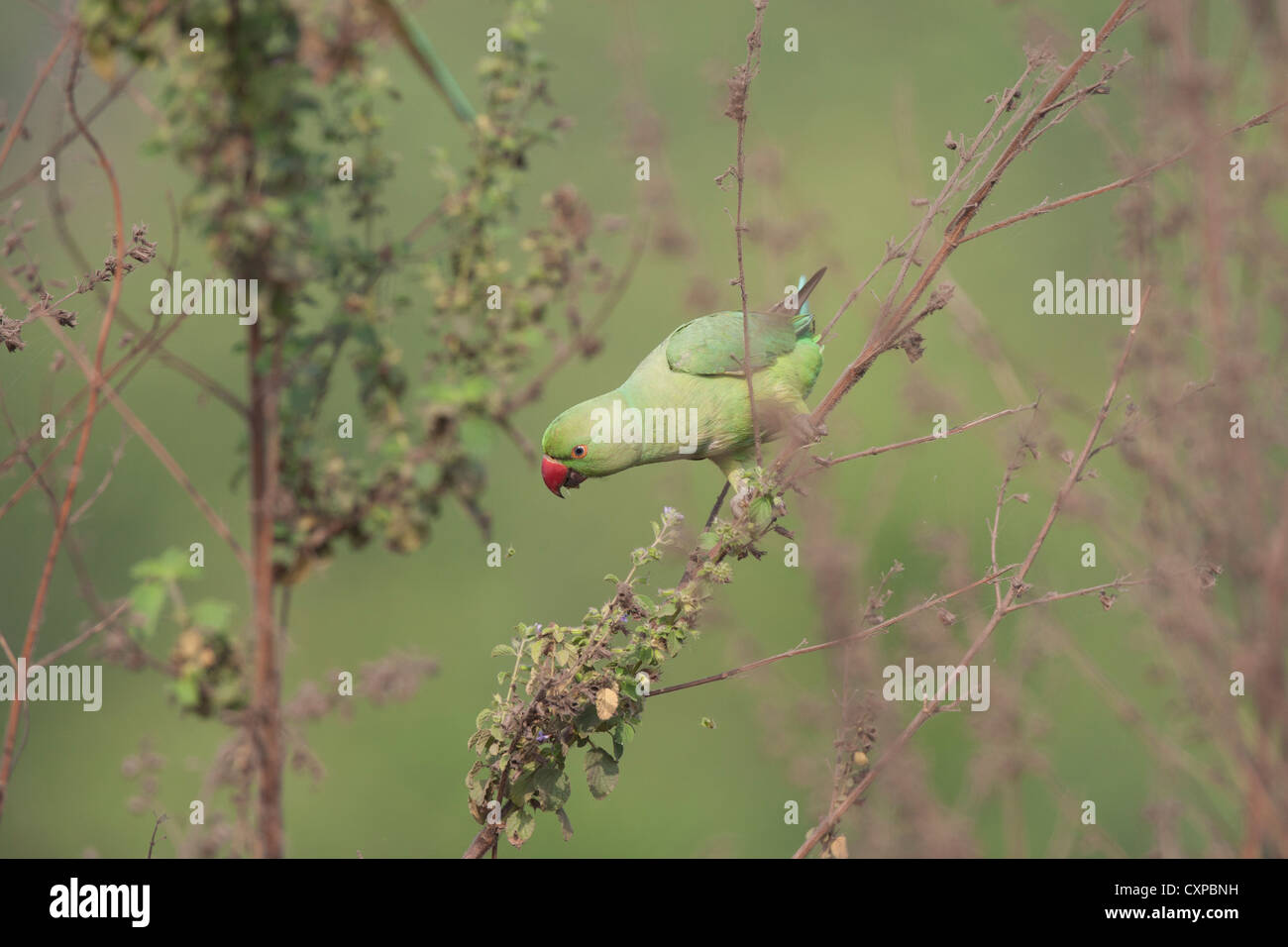 Rose ringed parakeet feeding on fresh fruits and seeds at Bhandup