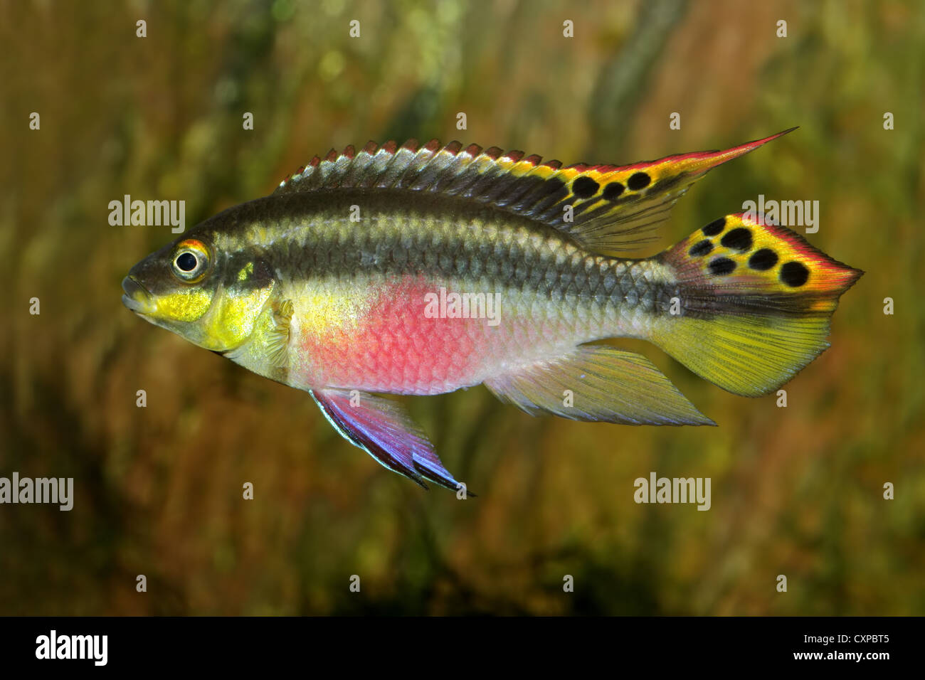 Colorful kribensis or purple cichlid (Pelvicachromis pulcher) from Nigeria Stock Photo