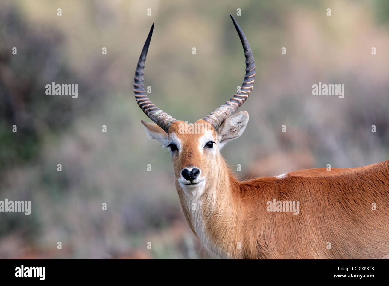 Portrait of a male red lechwe antelope (Kobus leche), southern Africa Stock Photo