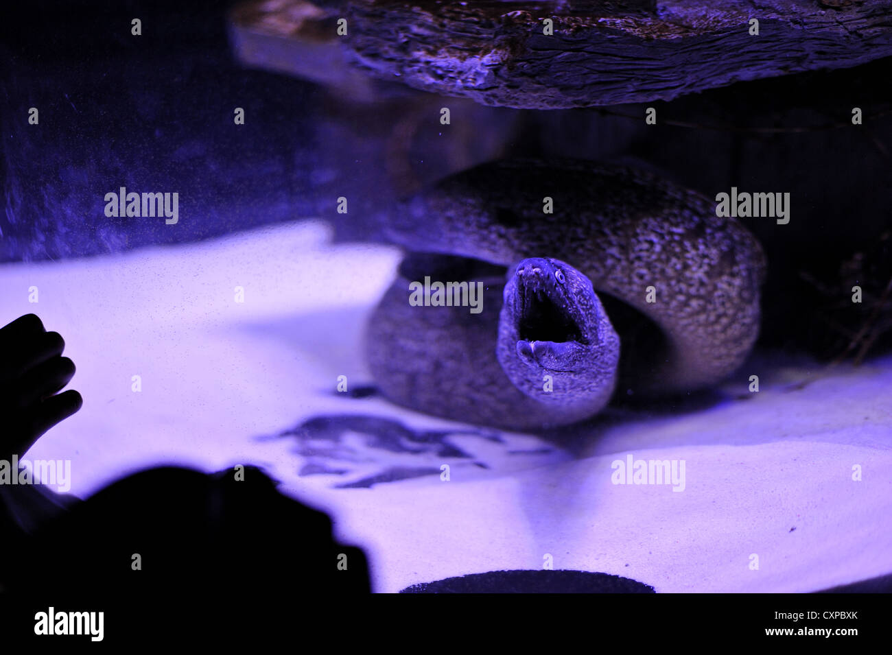 On The Ocean Floor In The Old Snags Long Scary Moray Stock