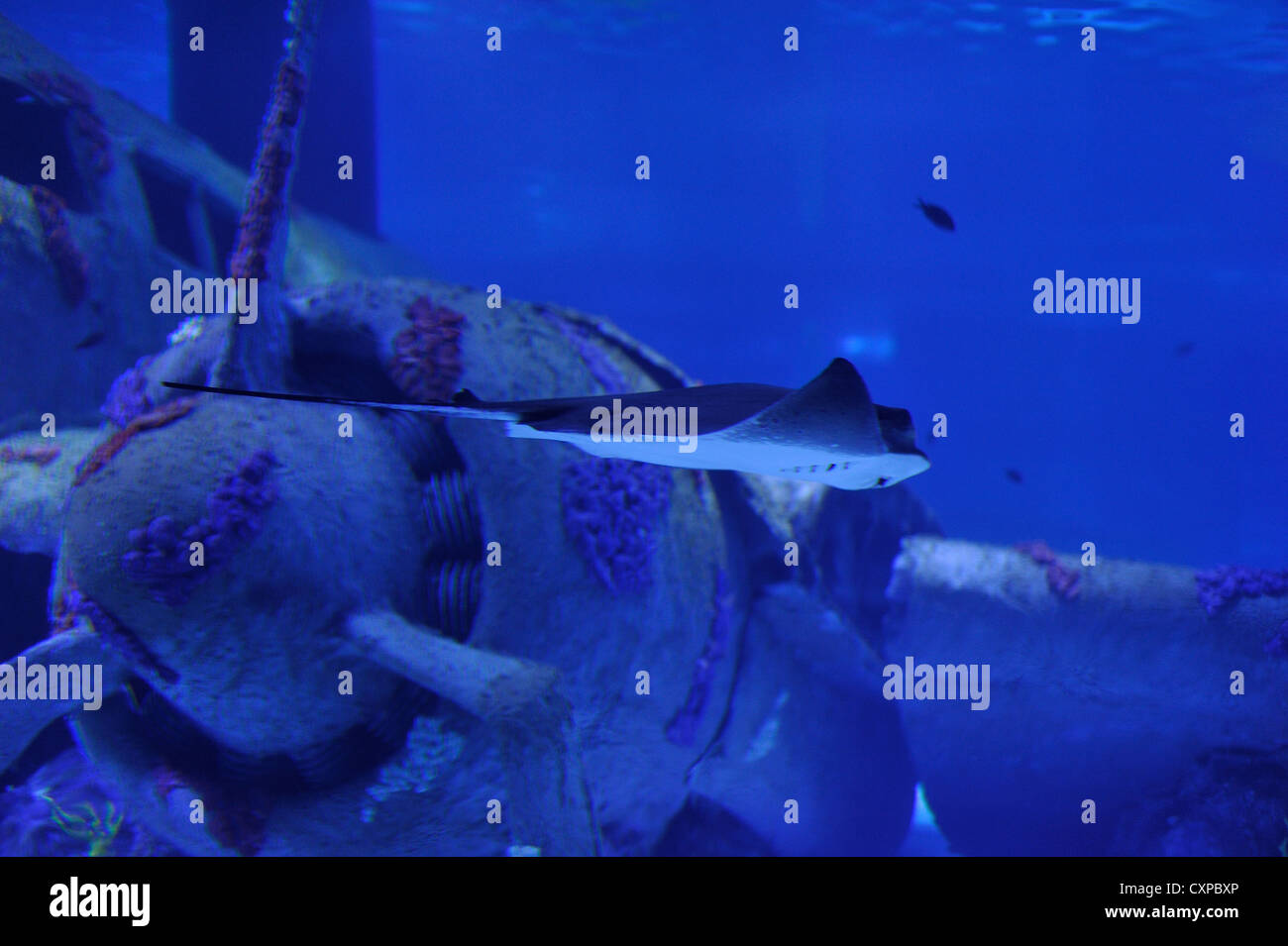 On The Ocean Floor Sunken Plane And Around Different Fish Stock
