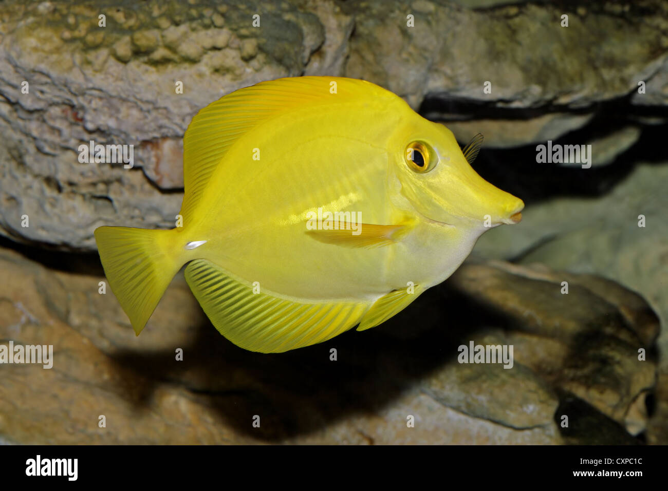 Underwater view of a Yellow Tang (Zebrasoma flavescens) Stock Photo
