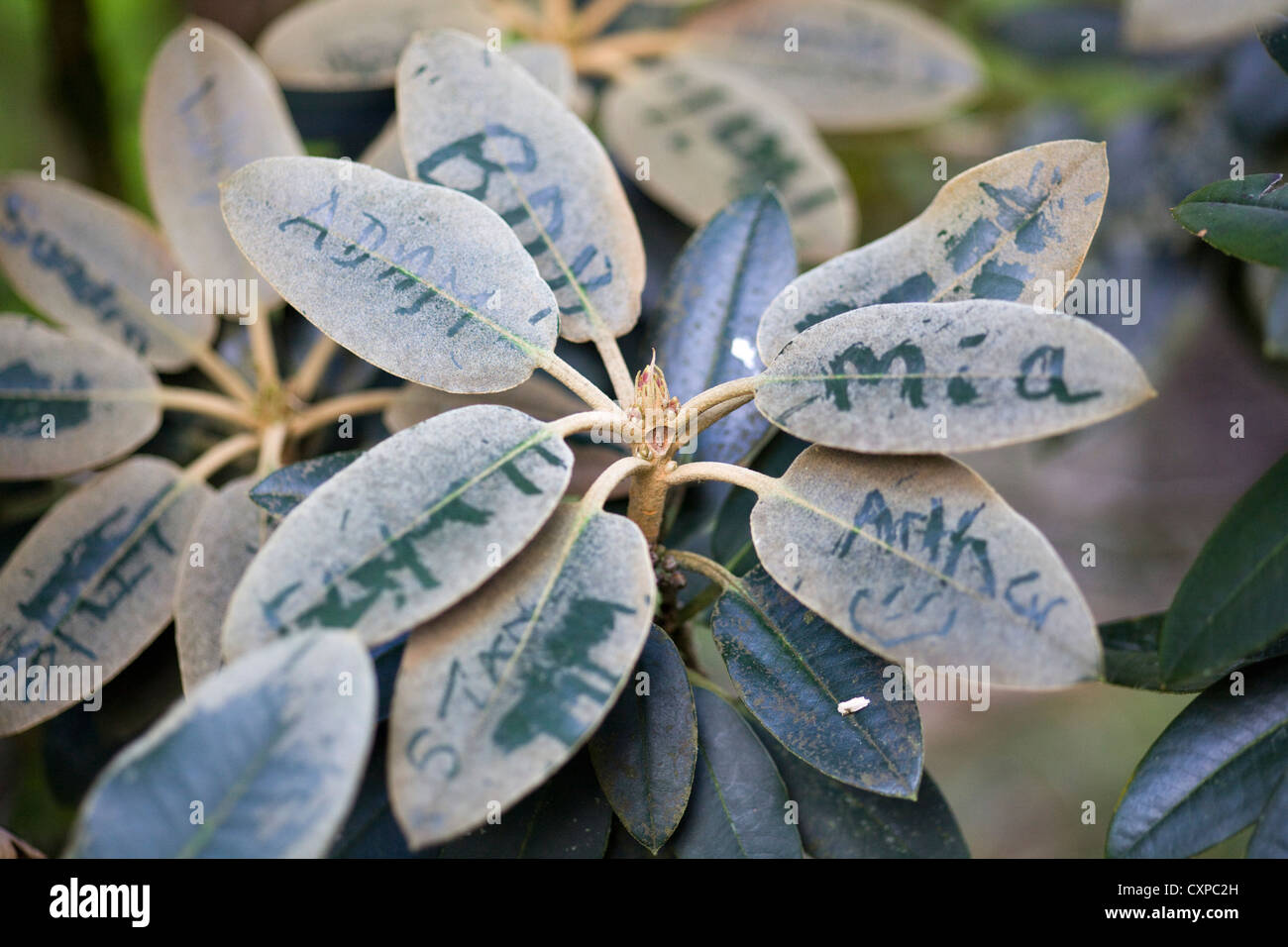 Words Nature Written Autumn Leaves High Resolution Stock Photography ...