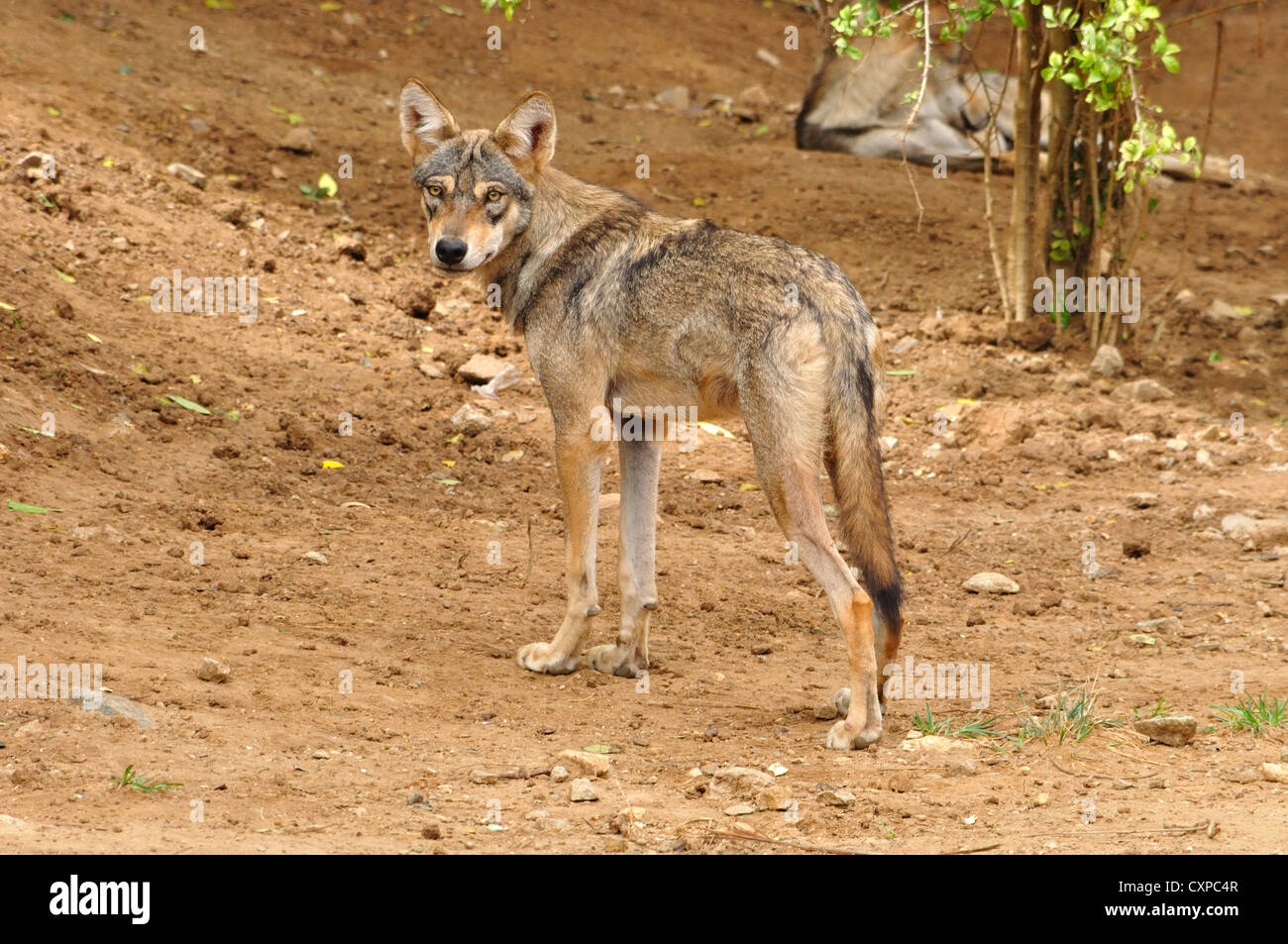 Indian wolf hires stock photography and images Alamy