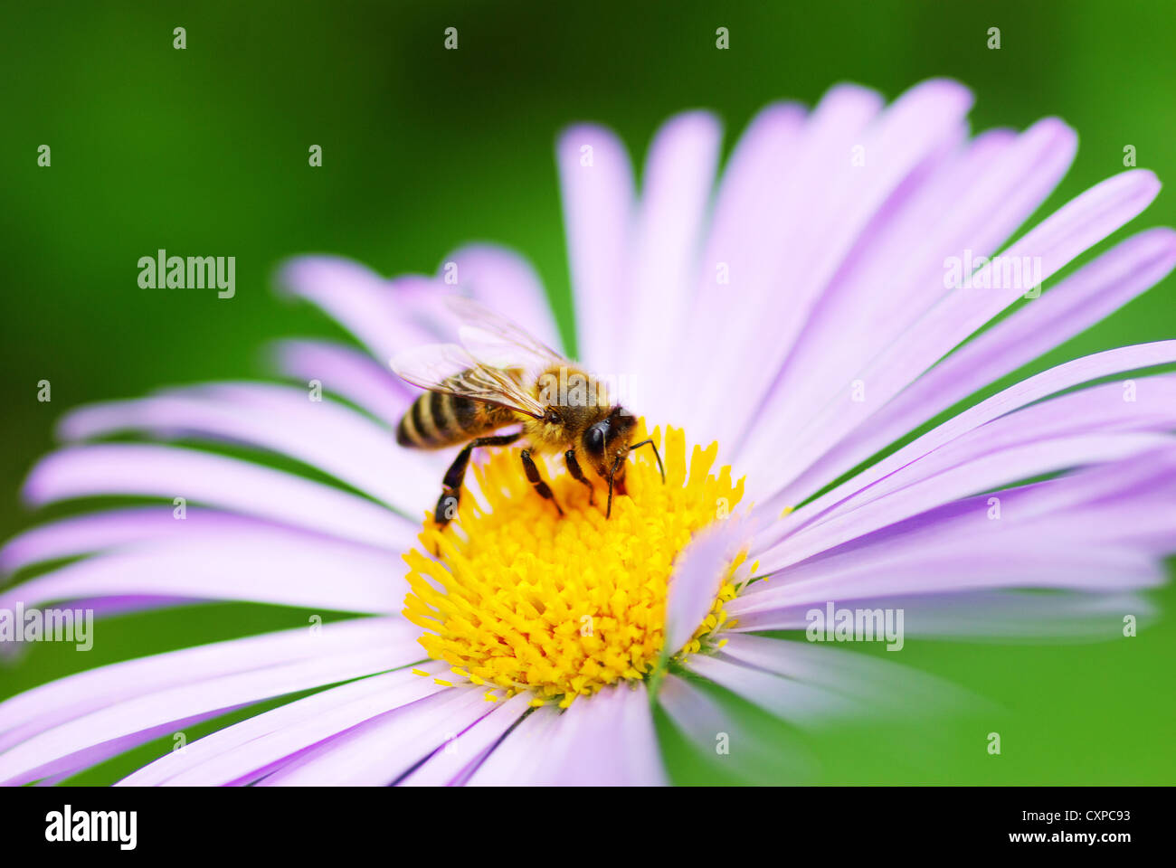 Image of beautiful violet flower and bee Stock Photo