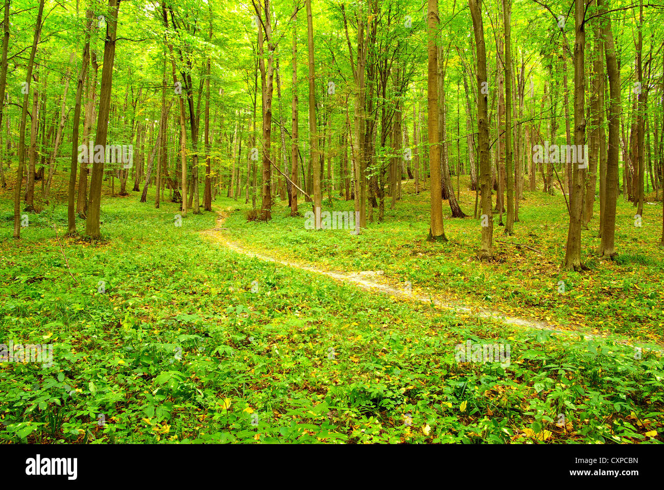 a path is in the green forest Stock Photo - Alamy