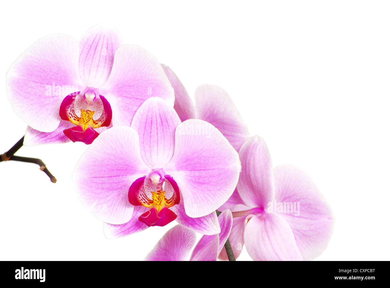 Pink orchid isolated on a white background Stock Photo - Alamy