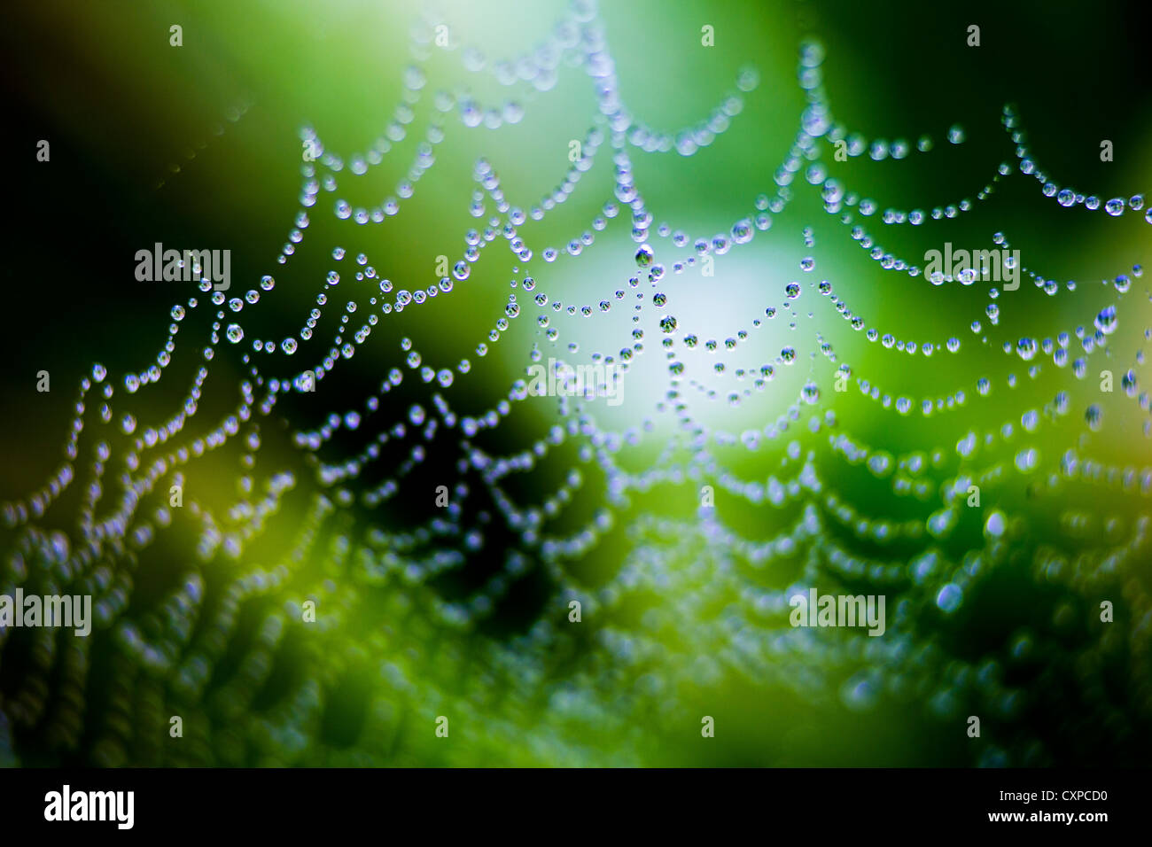 Close up of a spider's web covered in rain drops in Worcestershire, UK Stock Photo