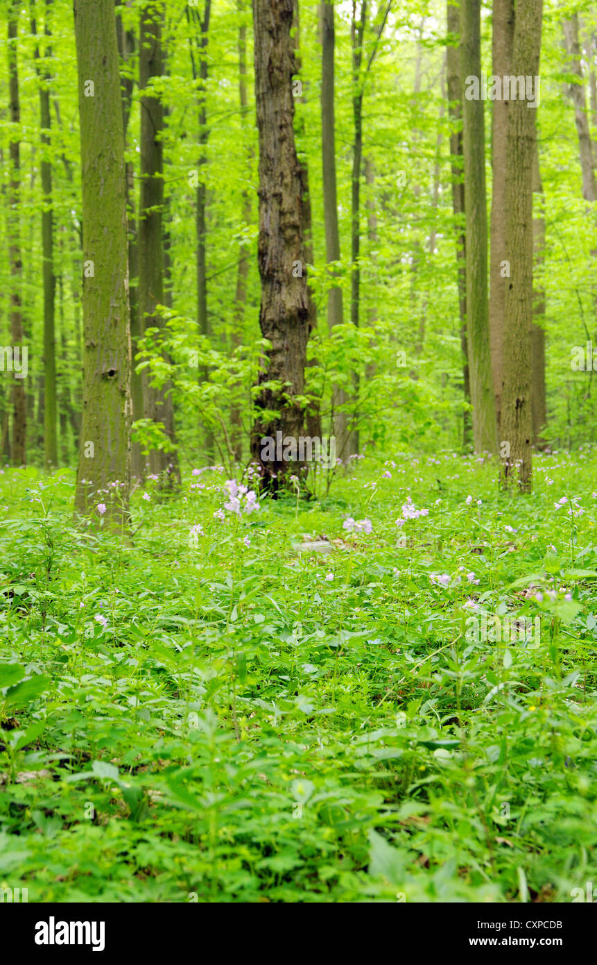 green forest background in a sunny day Stock Photo - Alamy