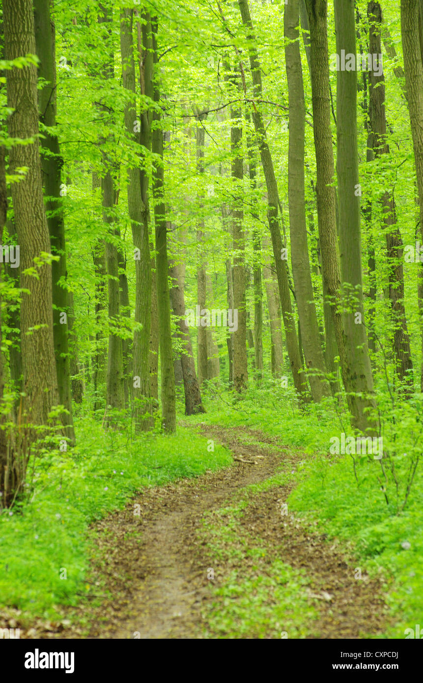a path is in the green forest Stock Photo - Alamy