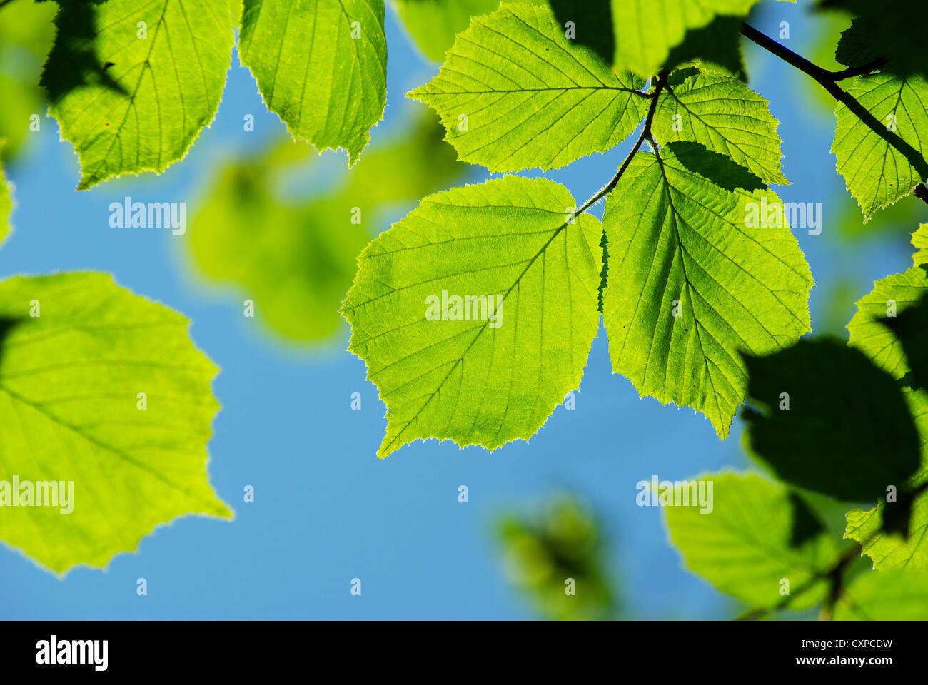 green leaves background in sunny day Stock Photo