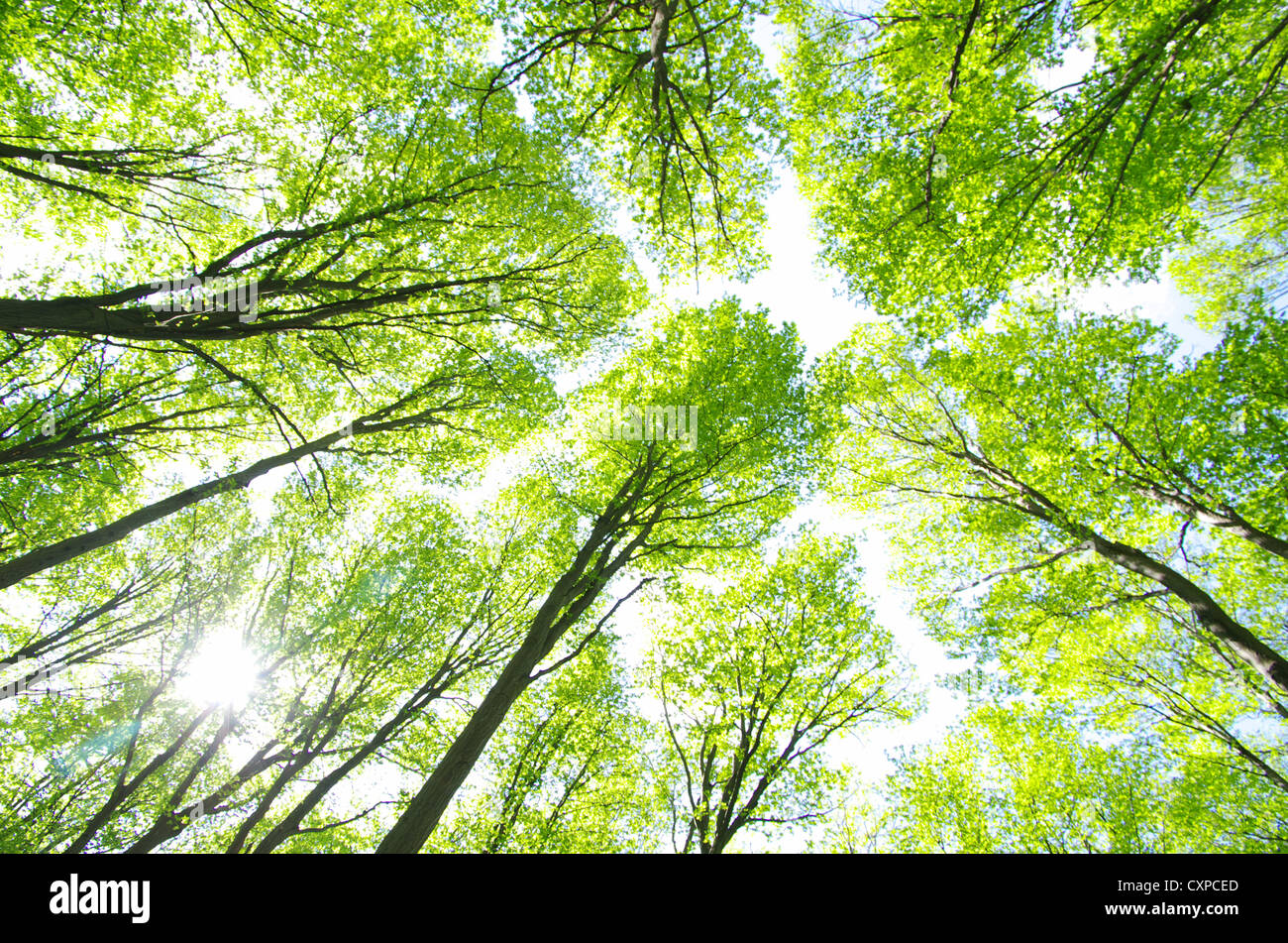 green forest background in a sunny day Stock Photo - Alamy
