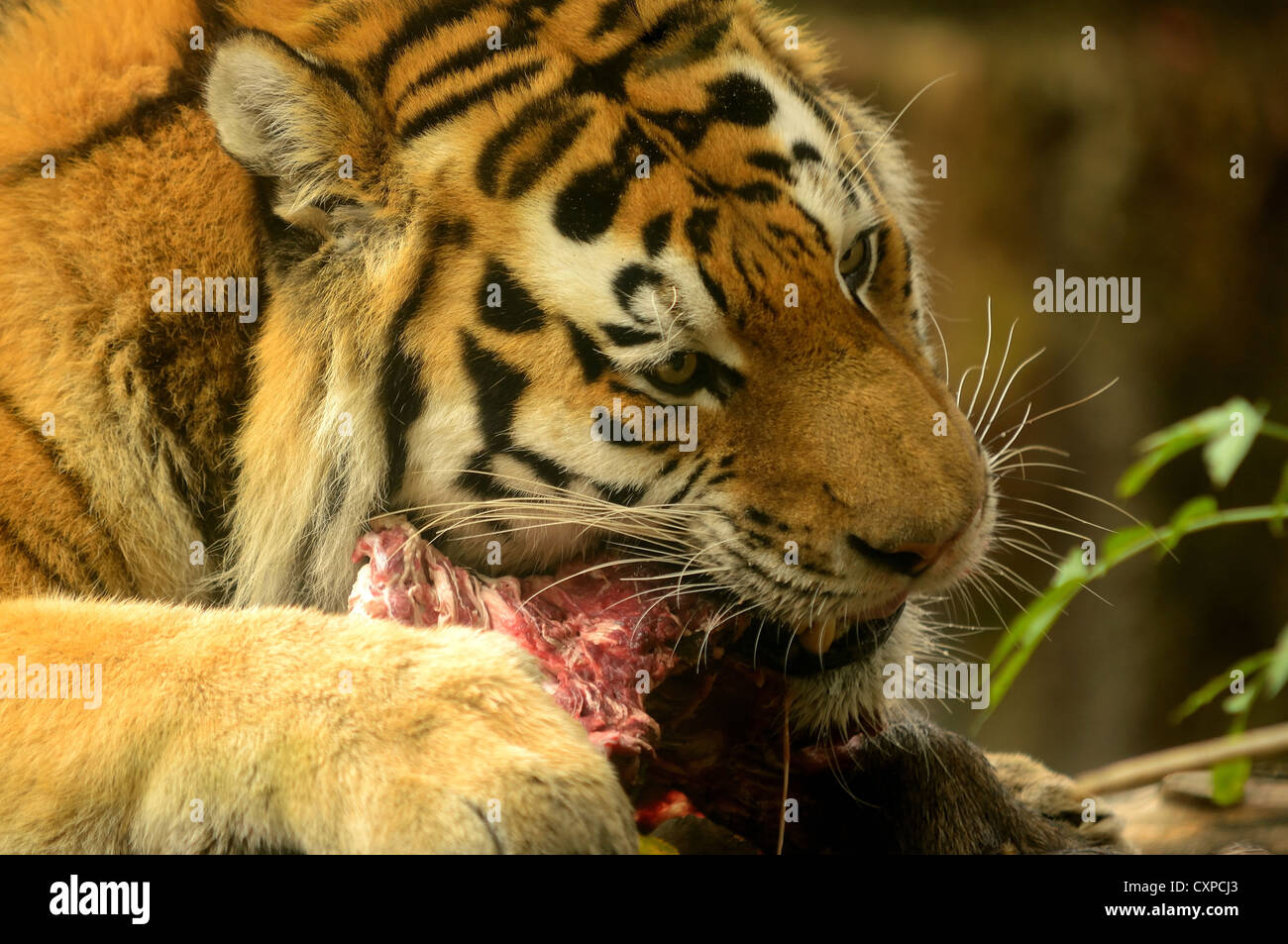 tiger eating man alive