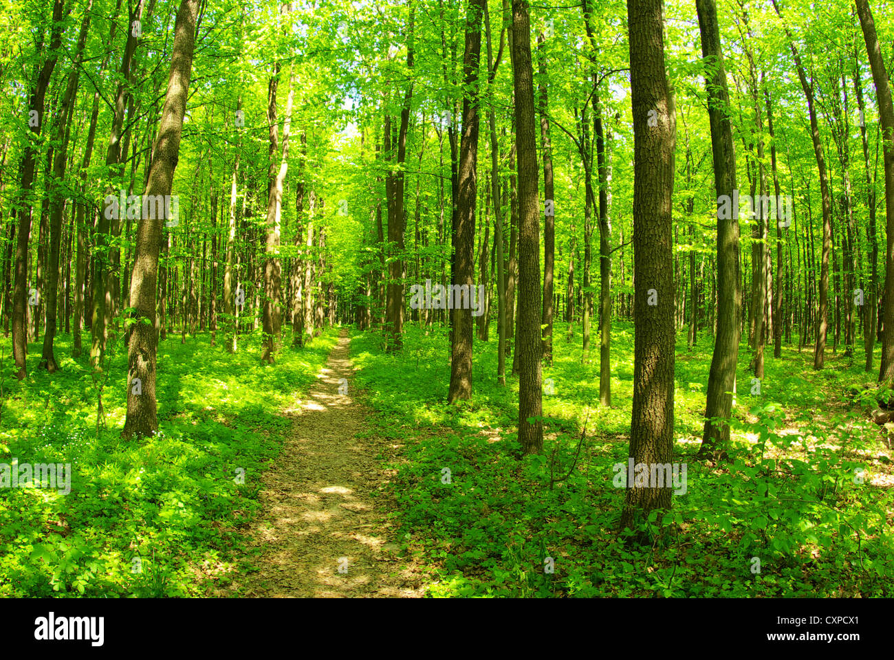 a path is in the green forest Stock Photo - Alamy