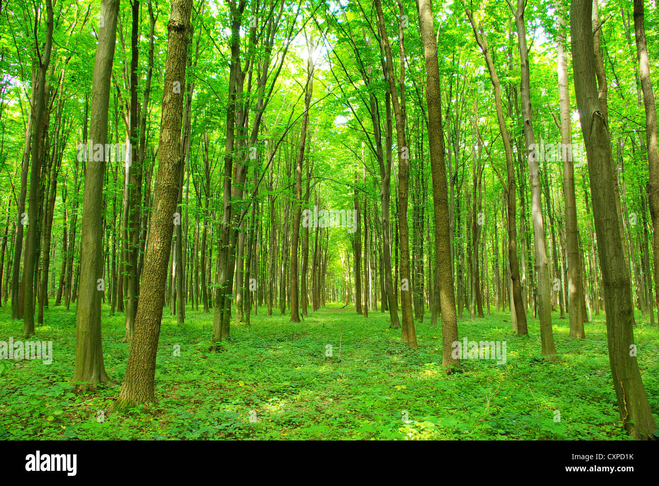 Early morning sun in the green forest Stock Photo - Alamy