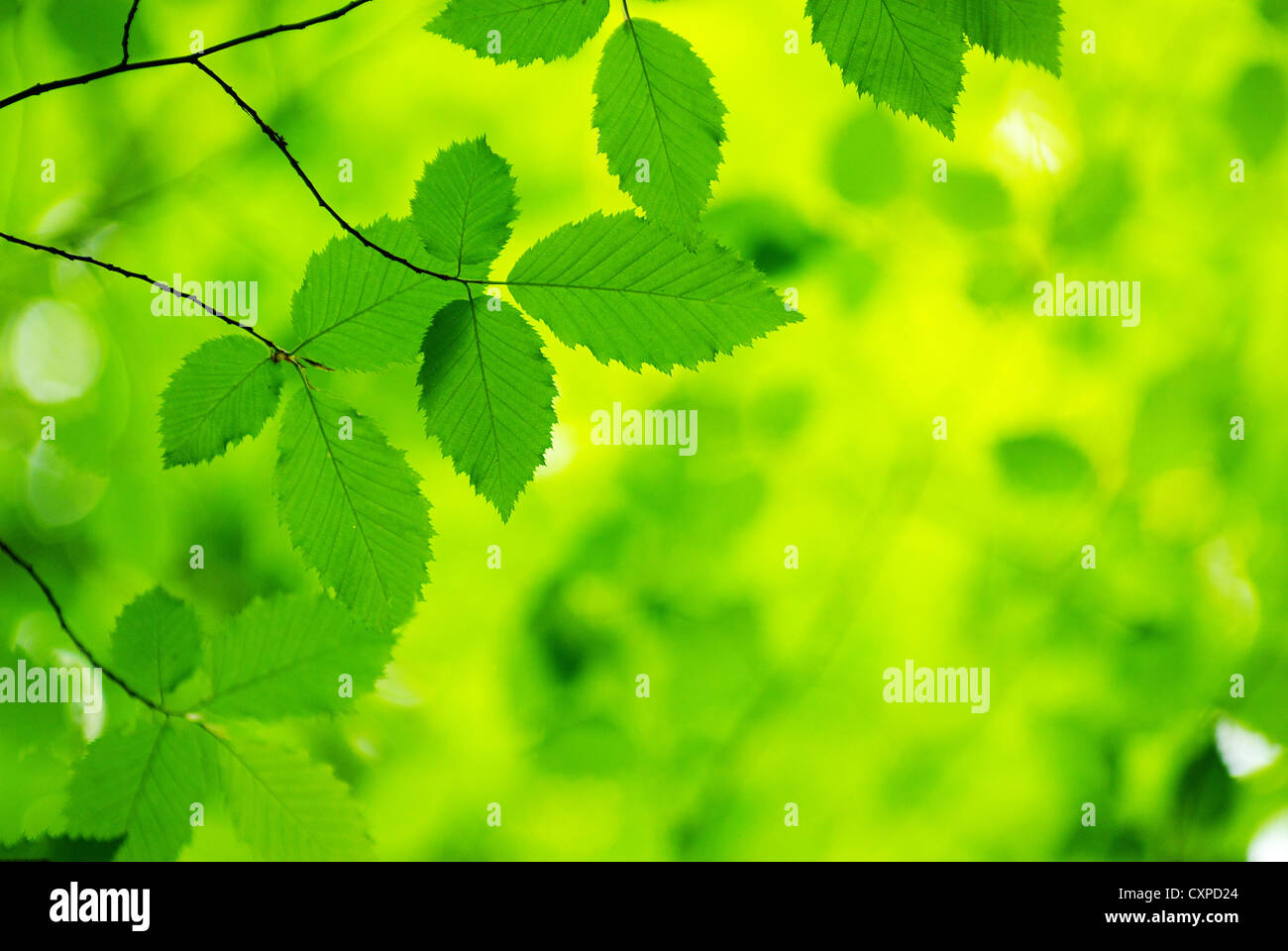 green leaves background in sunny day Stock Photo