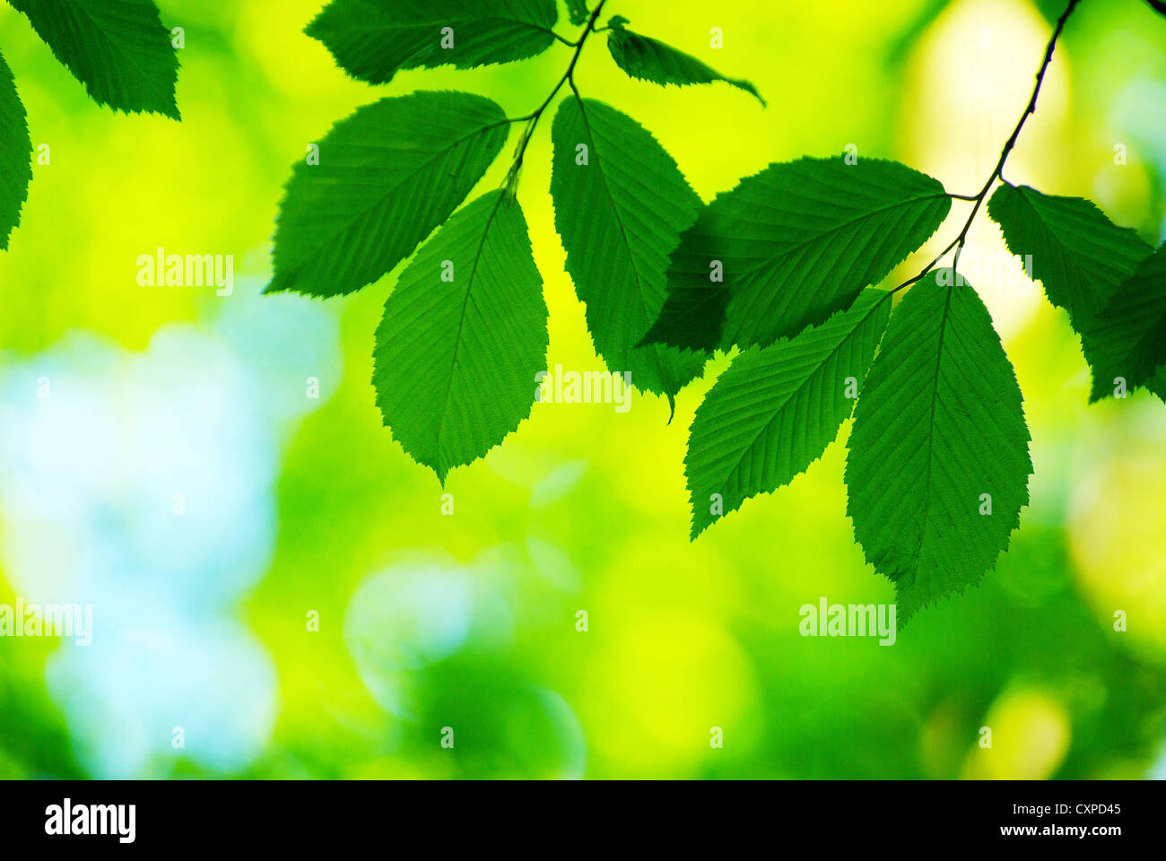 green leaves background in sunny day Stock Photo