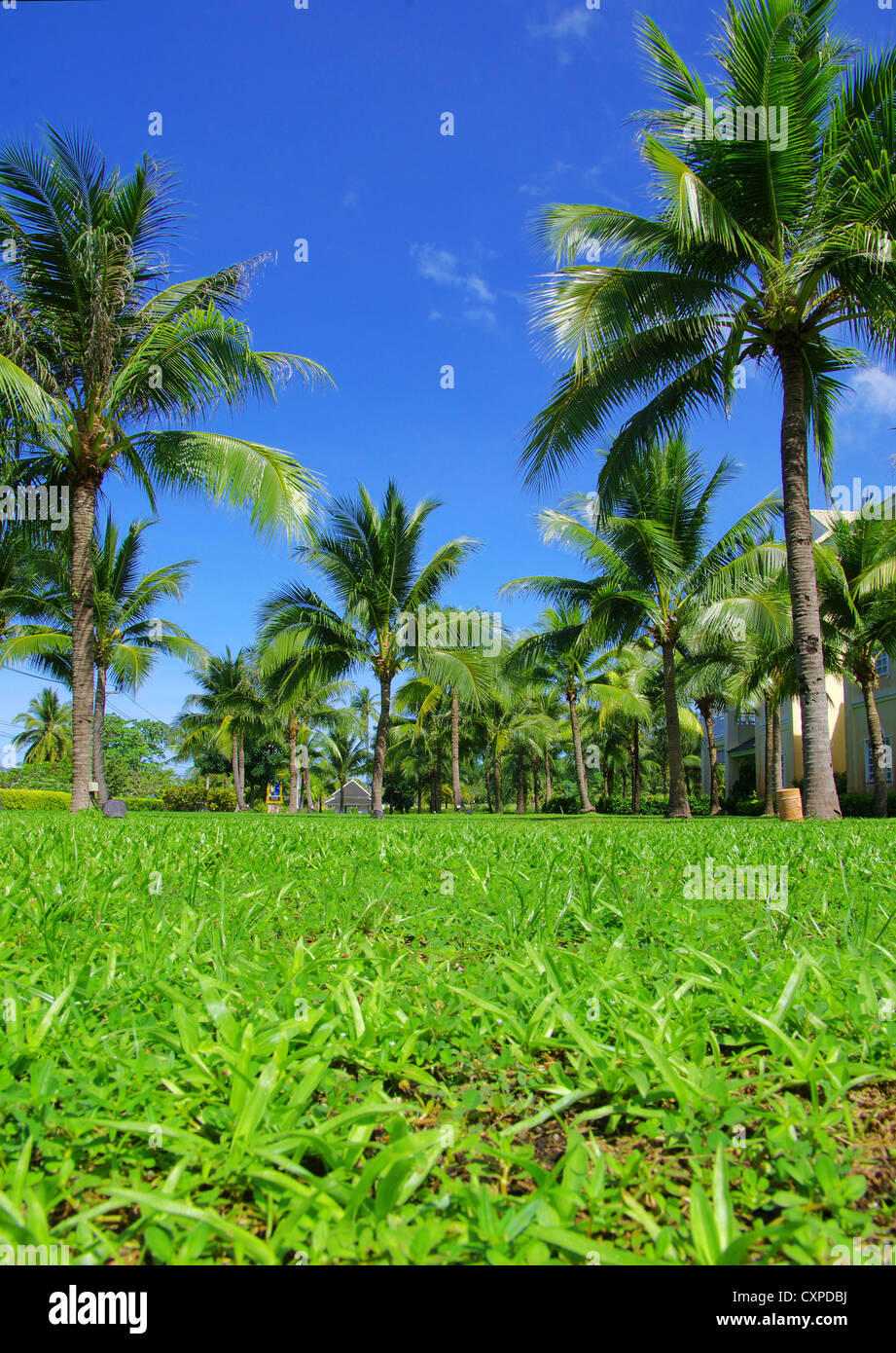 Blue green palm tree hi-res stock photography and images - Alamy