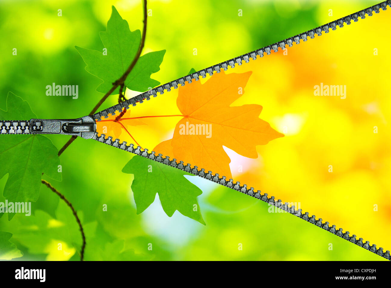 green leaves and autumn leaves background in sunny day Stock Photo