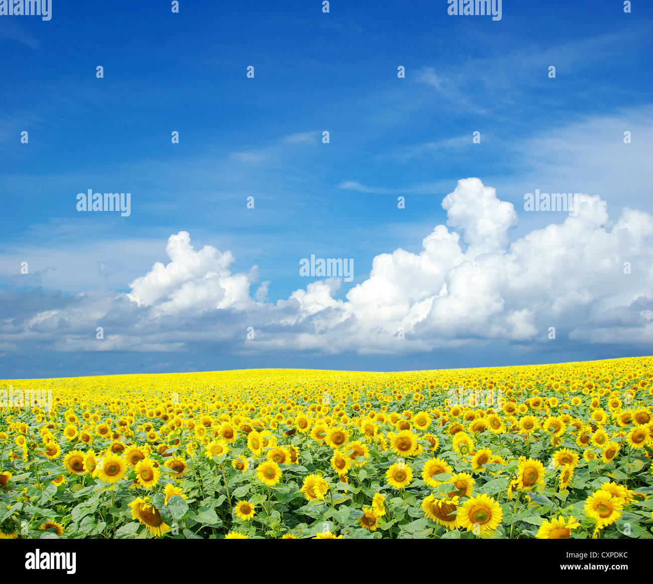 sunflower field over cloudy blue sky Stock Photo - Alamy