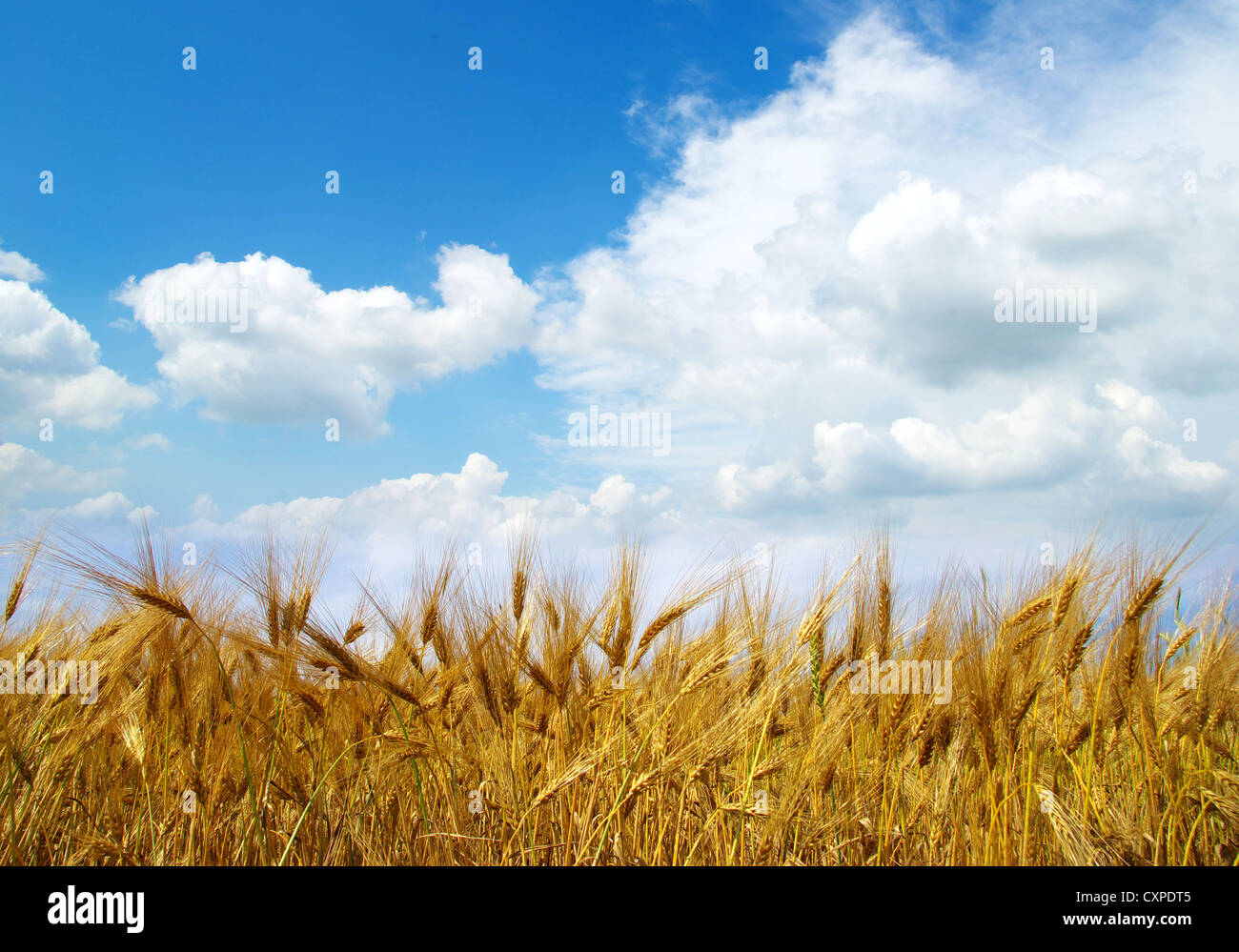 Wheat ears against the blue sky Stock Photo - Alamy