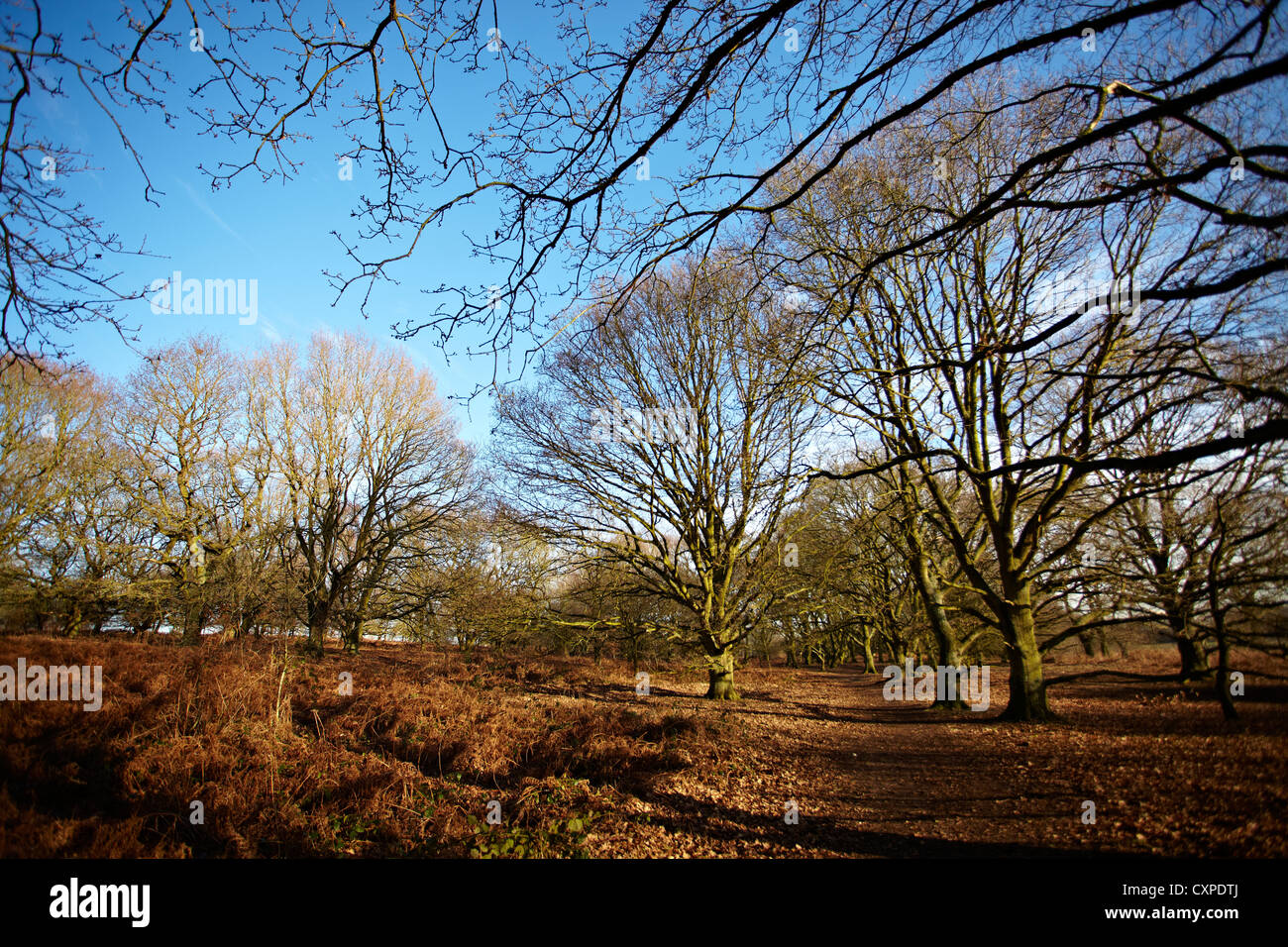 WOODLAND SPRING WINTER DECIDUOUS TREES Stock Photo