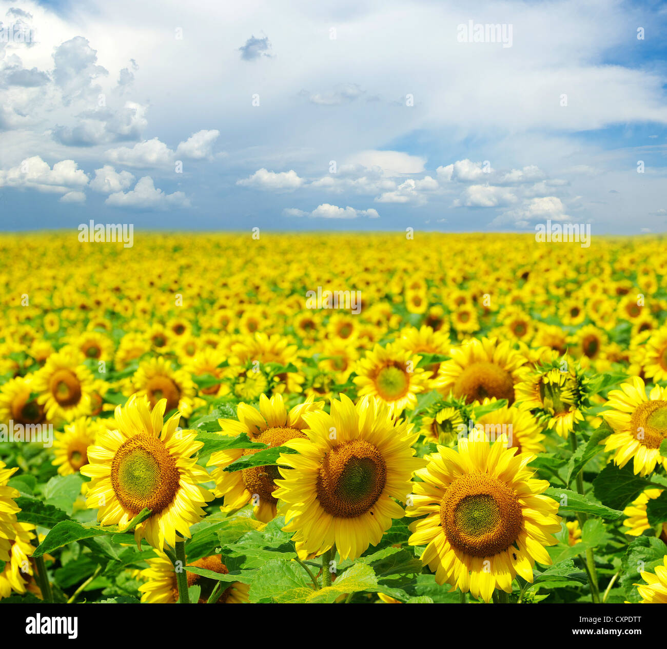 sunflower field over cloudy blue sky Stock Photo - Alamy