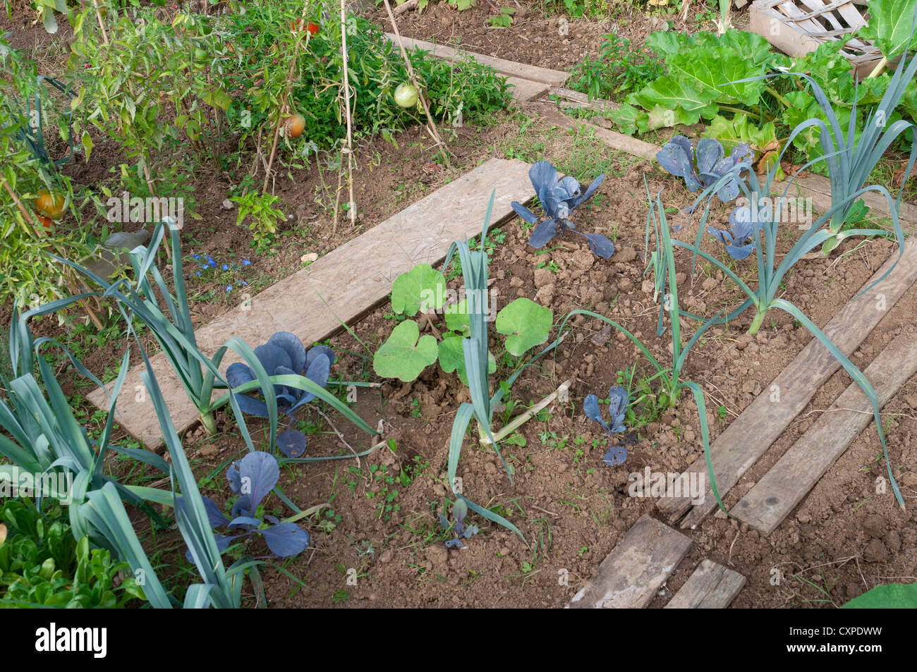 legumes dans un potager vegetables in a garden Stock Photo
