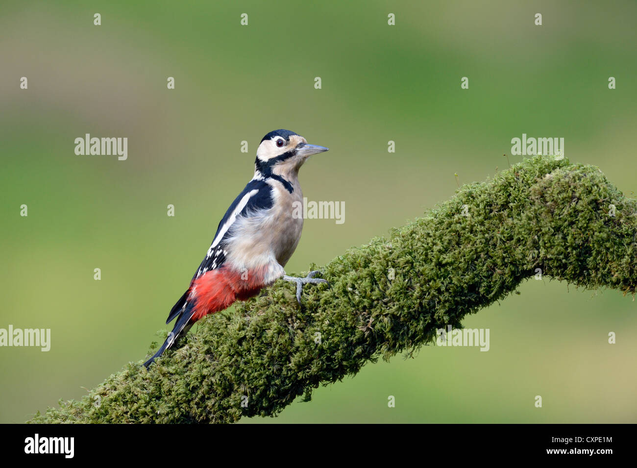 Great spotted woodpecker (Dendrocopos major) Stock Photo