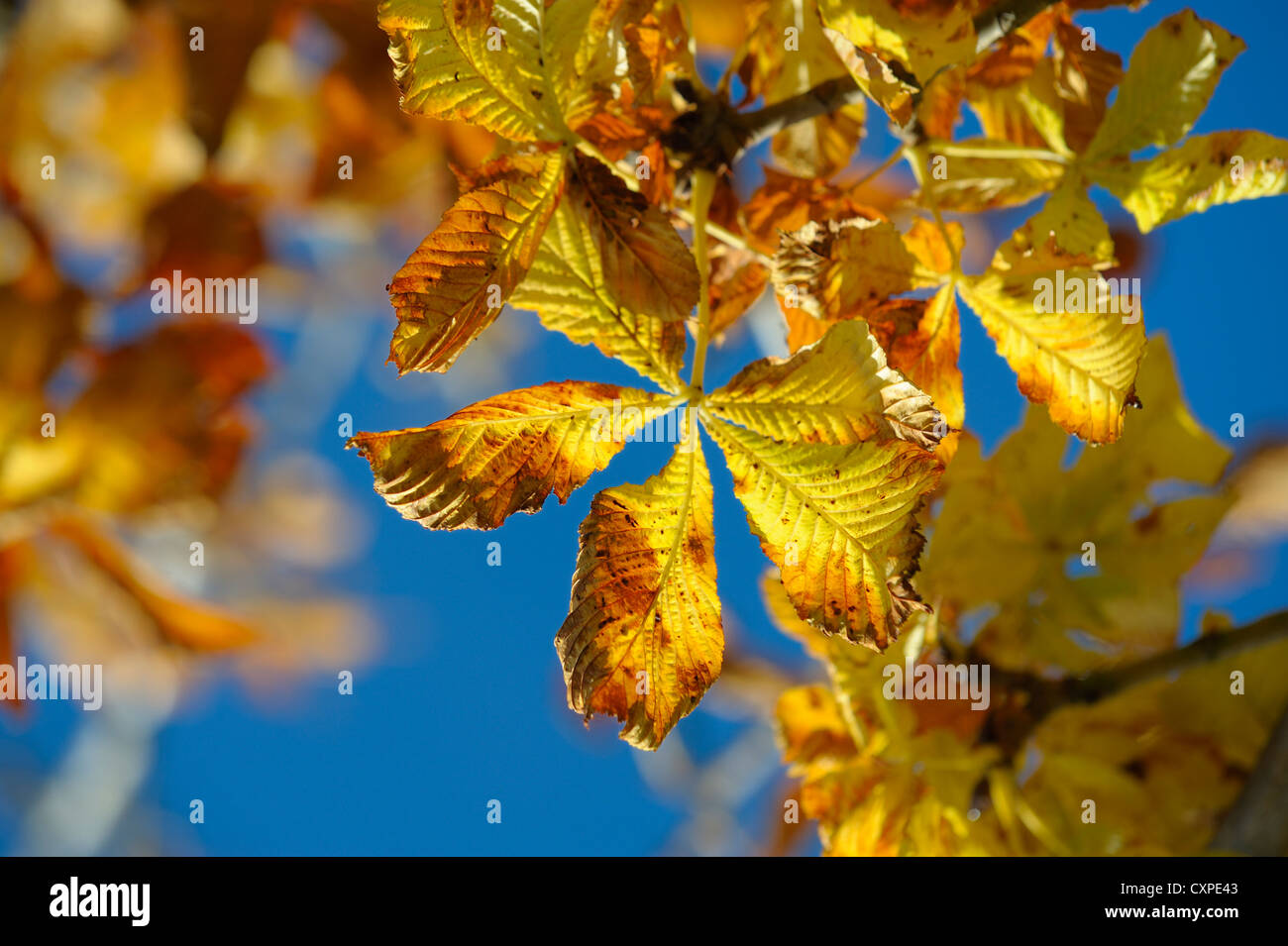 autumn leaves against a blue sky england uk Stock Photo - Alamy