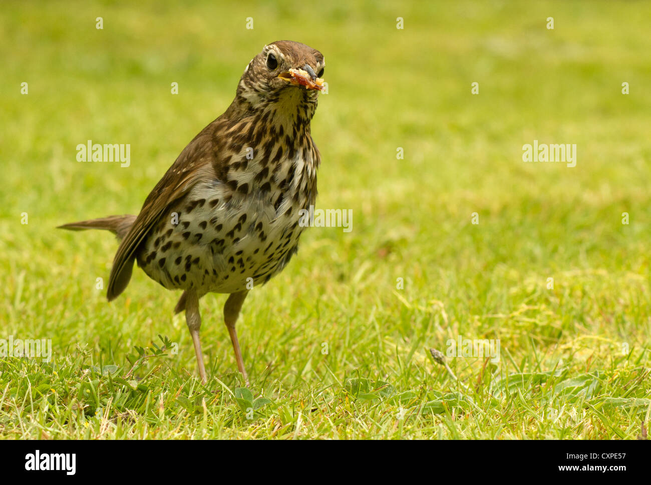 Song thrush bird hires stock photography and images Alamy