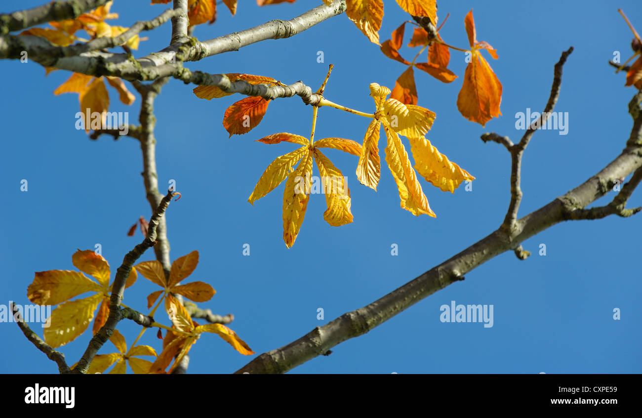autumn leaves against a blue sky england uk Stock Photo - Alamy