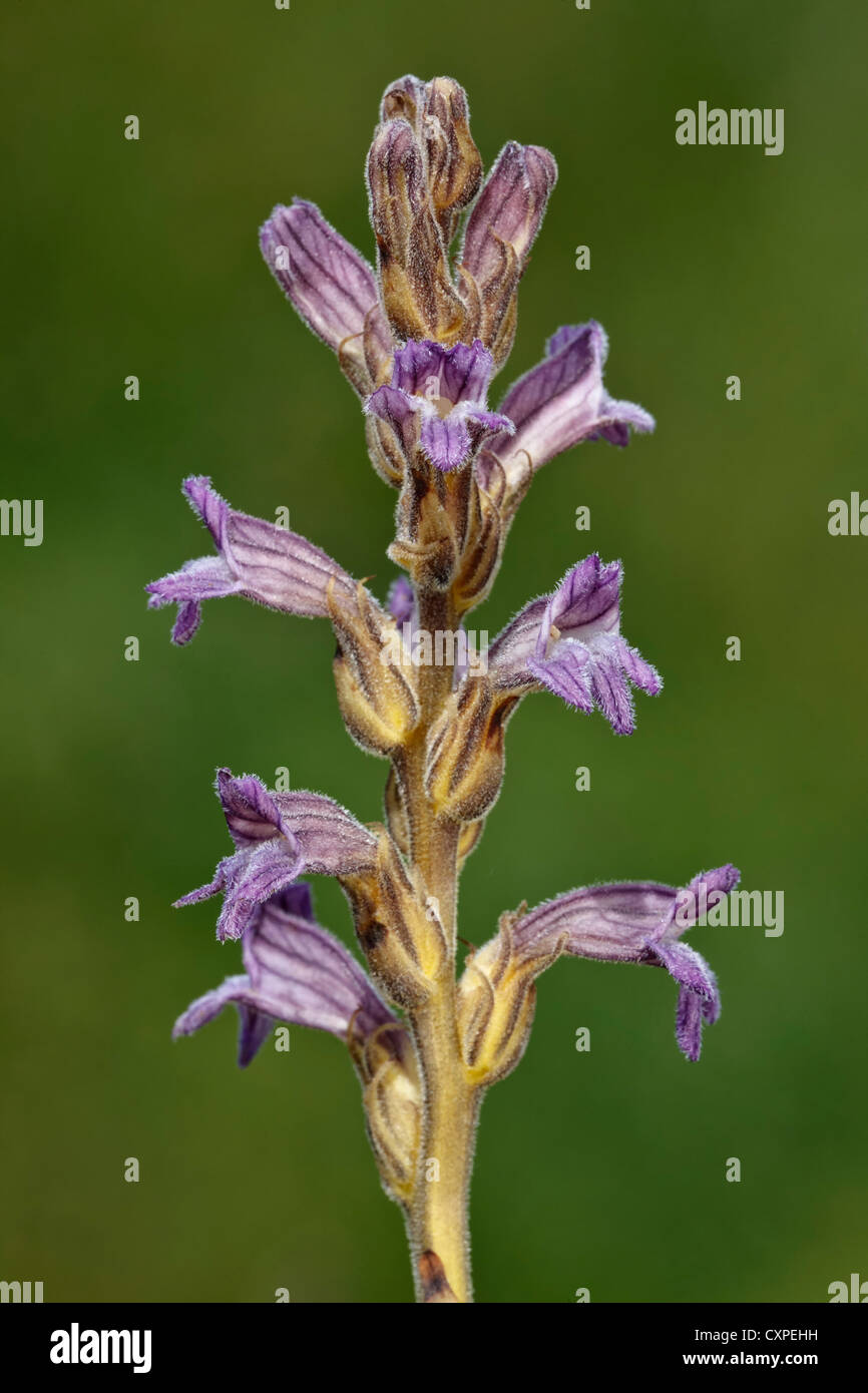 Purple Broomrape Stock Photo