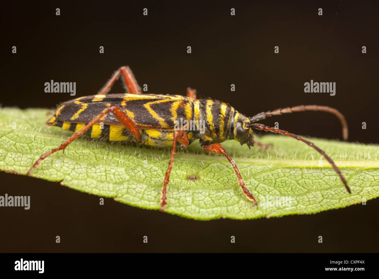 Locust Borer Beetle (Megacyllene robiniae) Stock Photo