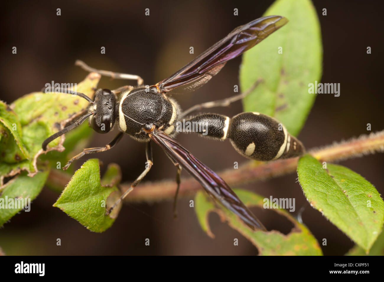 Potter Wasp (Eumenes fraternus) Stock Photo