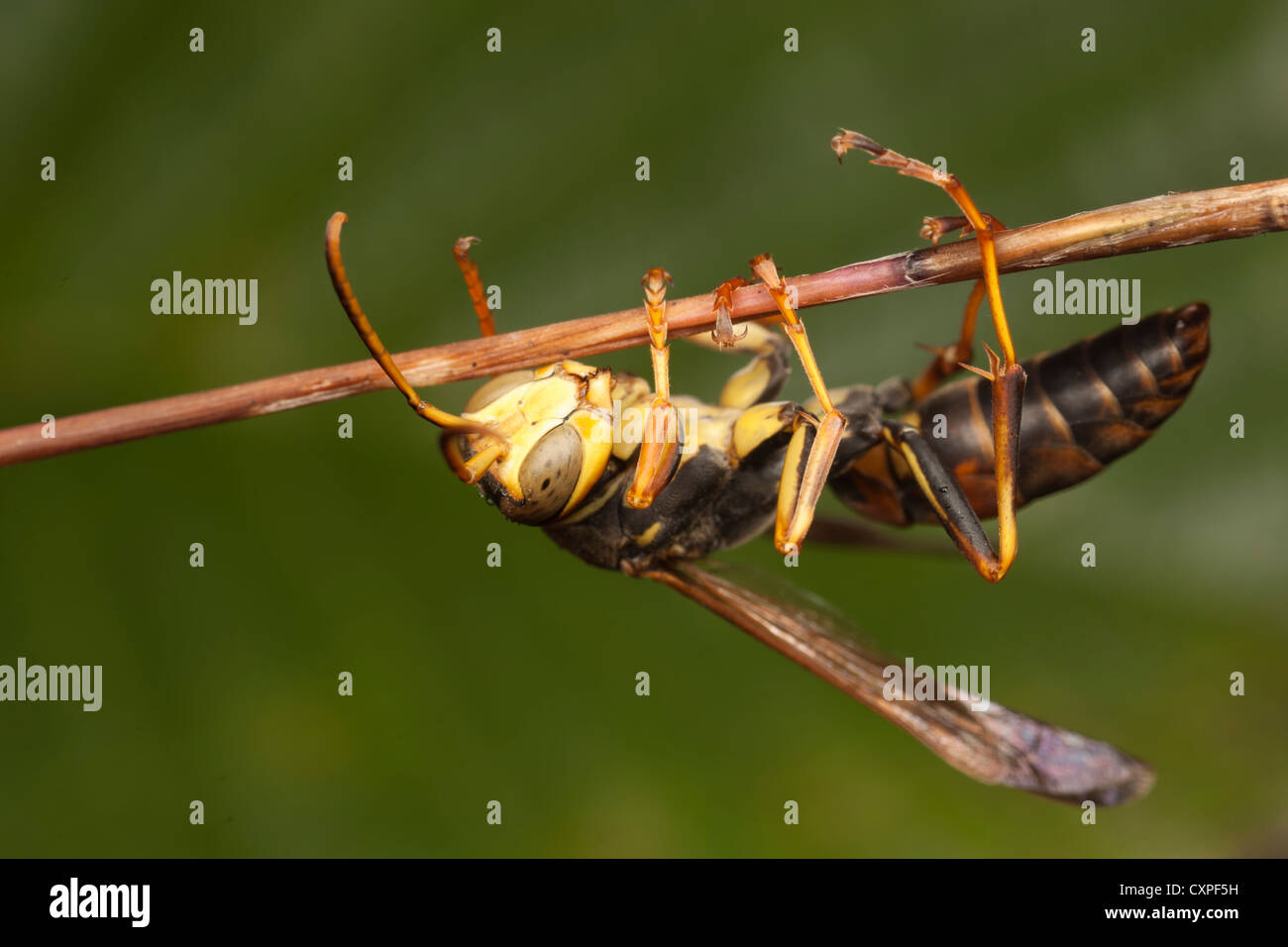 A male Northern Paper Wasp (Polistes fuscatus) hangs from a small twig on a cool morning. Stock Photo