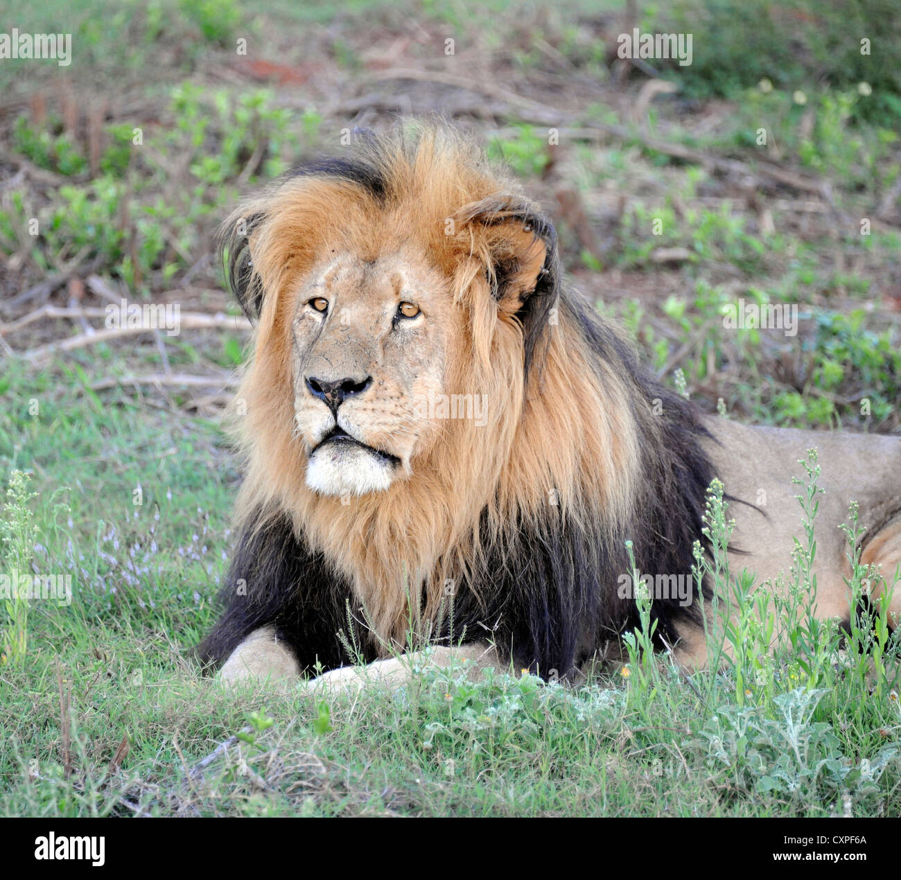 Tawny african lion hi-res stock photography and images - Alamy