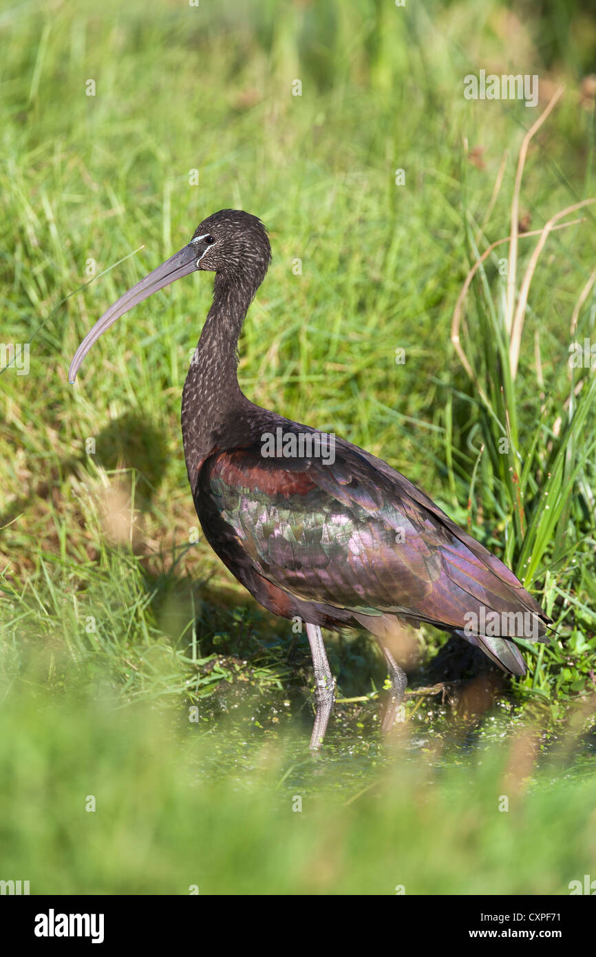 Glossy ibis, Plegadis falcinellus, Intaka Island wetlands, Cape Town, South Africa Stock Photo
