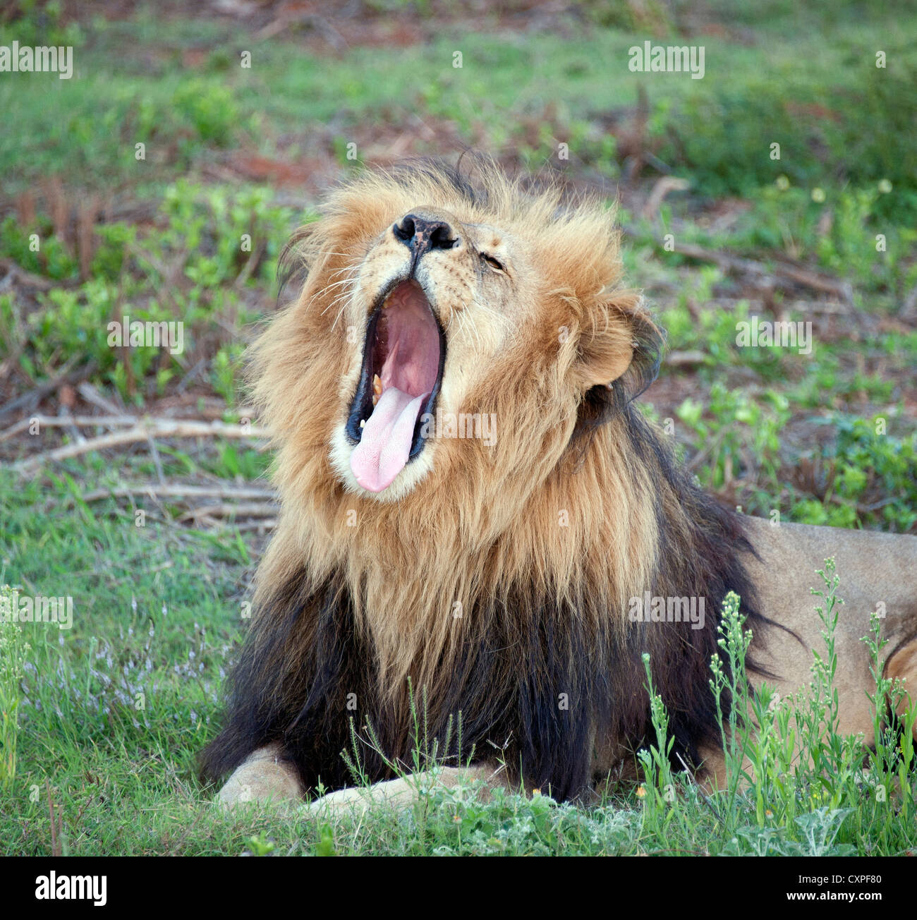 Male Lion in South Africa. Stock Photo