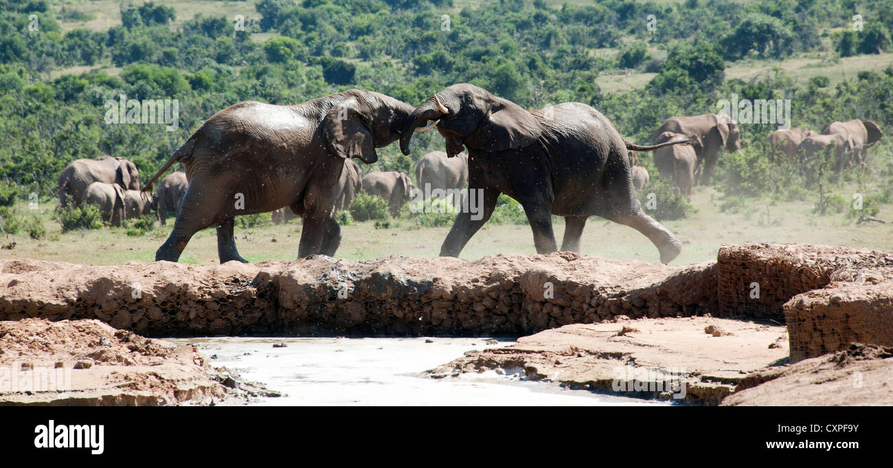 African Elephants (Loxodonta africana) on a riverbank in the Addo Elephant Park, South Africa. Stock Photo