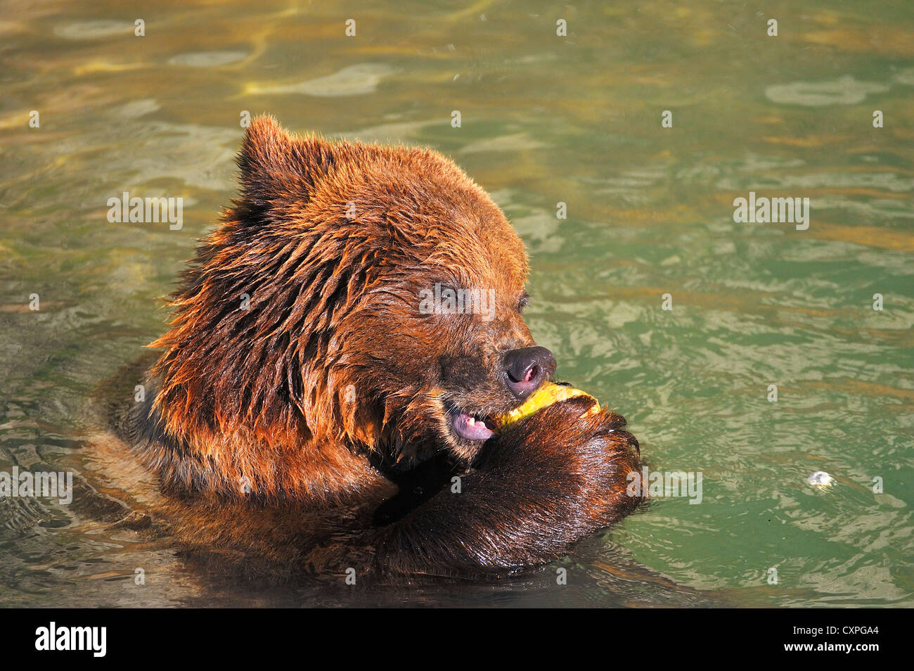 Dinner time at the Bear-Park in Bern, Switzerland. Stock Photo