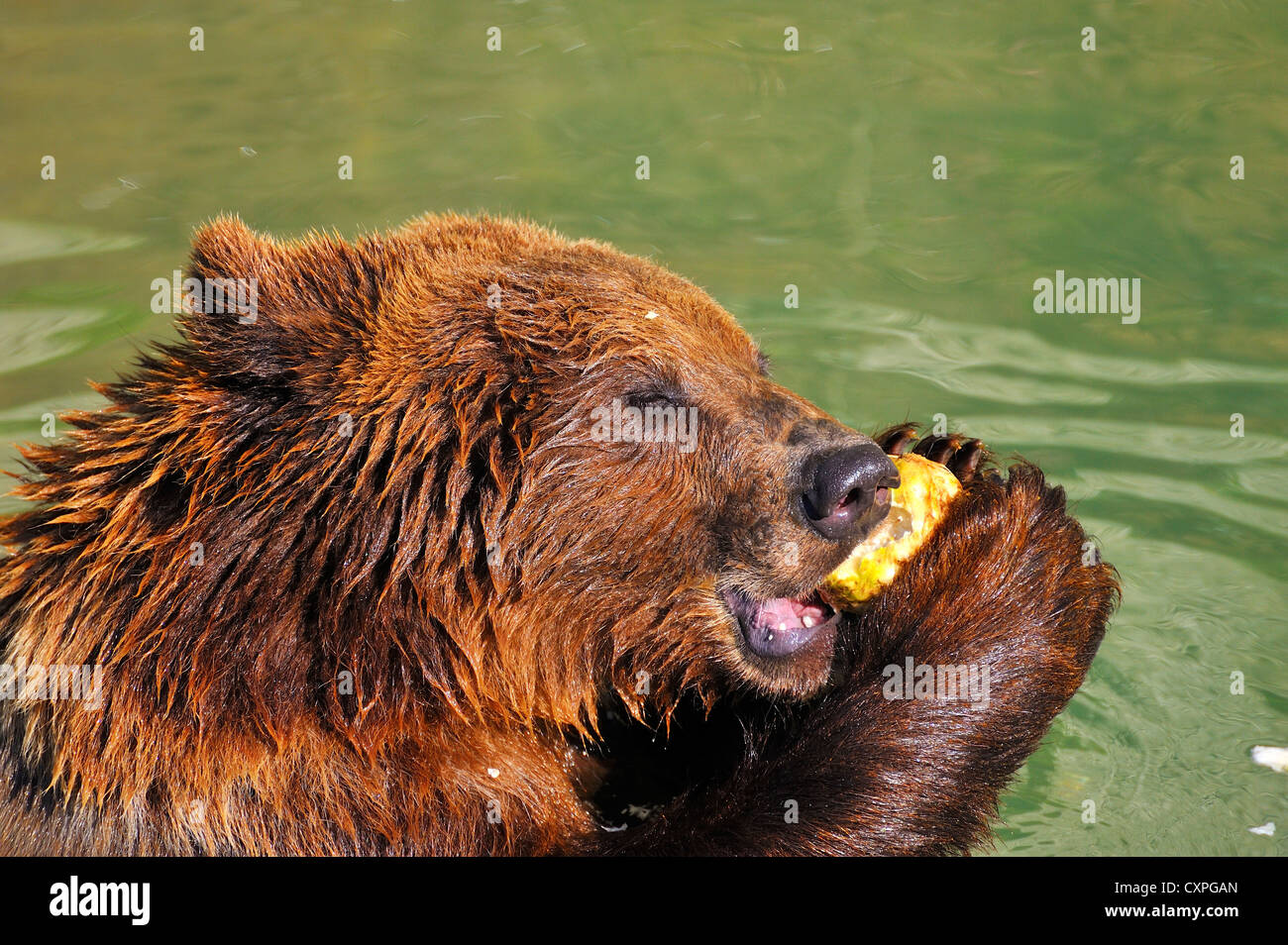 Dinner time at the Bear-Park in Bern, Switzerland. Stock Photo