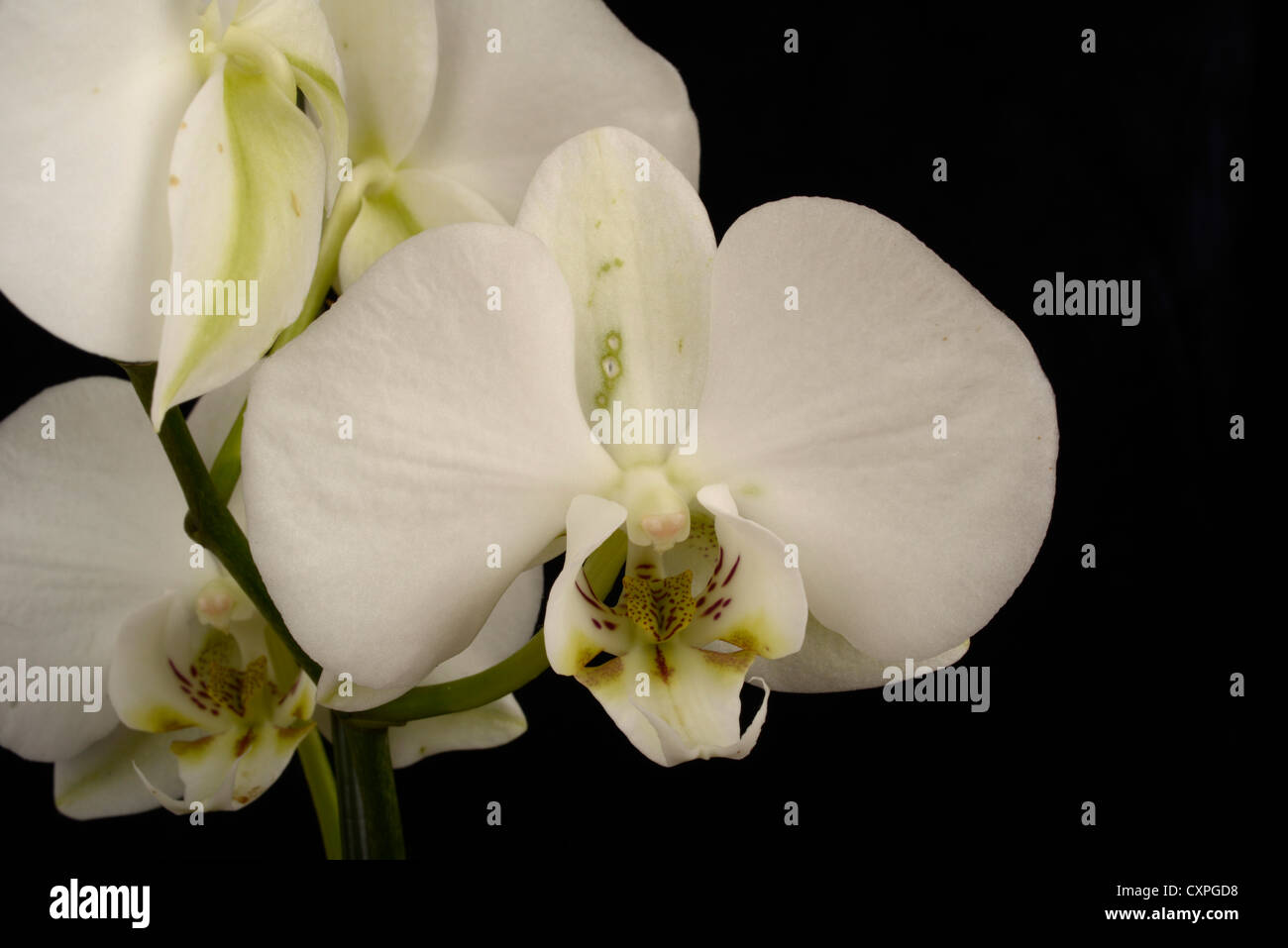 Orchid closeup. Stock Photo