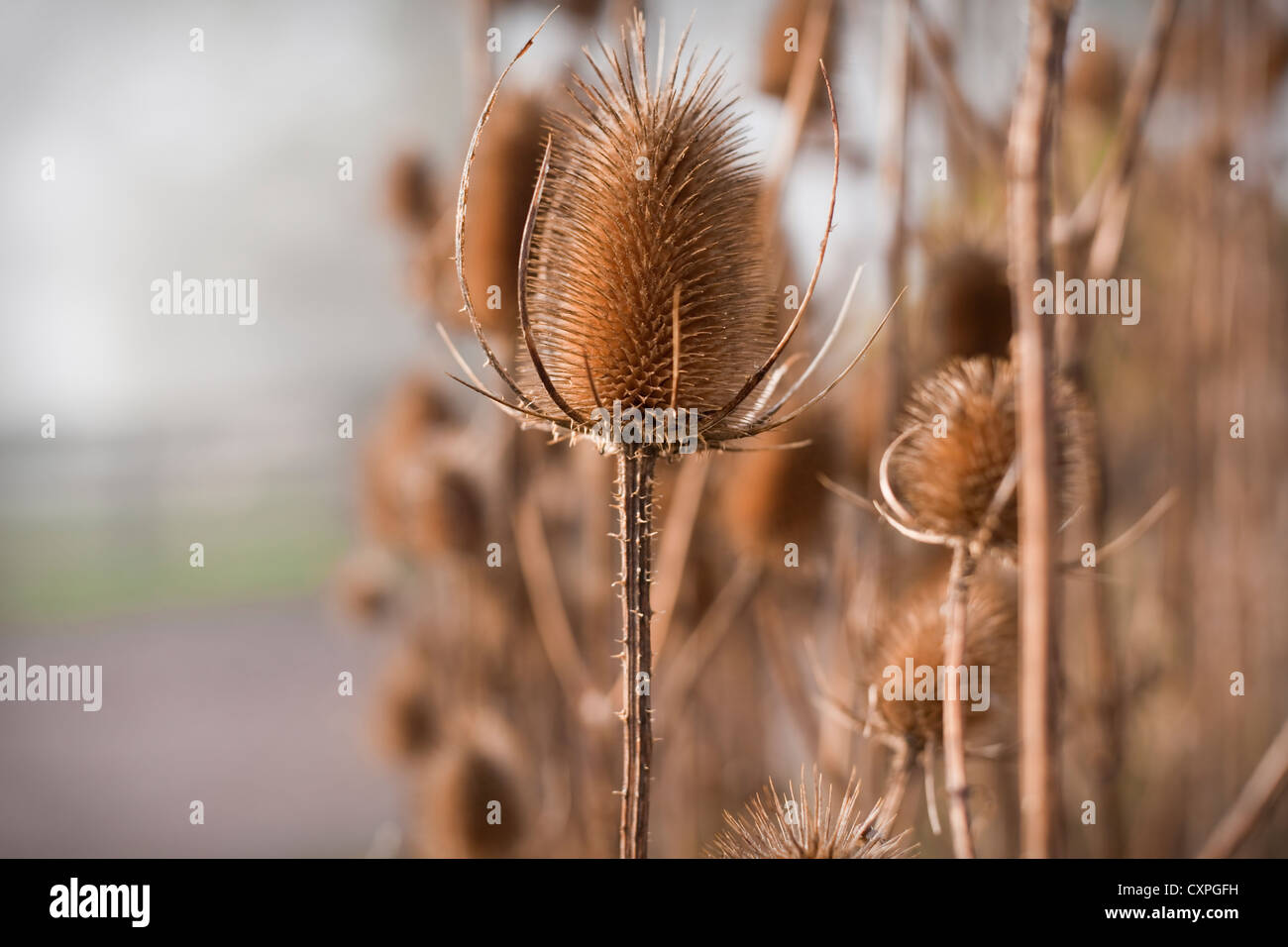 Teasels (Dipsacus fullonum) in sun-lit, wintry mist, Devon, United Kingdom. November. Stock Photo